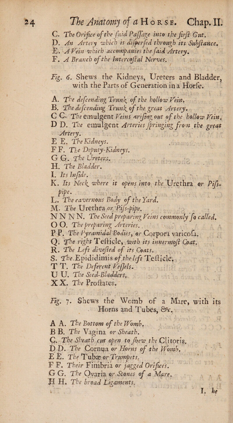 C. The Orifice of the fa id Paffdge into theflrft Gut. D. An Artery which is difperfed through its Subfiance. E. A Vein which accompanies the faid Artery. F. A Branch of the Intercoflal Nerves. Fig. 6. Shews the Kidneys, Ureters and BIadder3 with the Parts of Generation in a Horfe. A. The defending Trunks of the hollow Vein. B. The defending Trunfof the great Artery. C C- The emuigent Veins ariftn? out of the hollow Vein, D D. The emuigent Arteries fpringing from the great Artery. E E. The Kidneys. F F. The Deputy-Kidneys. G G. The Ureters. II. The Bladder. I. Its Infide. K. Its Necl^ where it opens into the Urethra qr Pifs- ipe. L. The cavernous Body of the Yard. M. The Urethra or Pifs-pipe. N N N N. The Seed preparing Veins commonly fo called. O O. The preparing Arteries. P P. The Pyramidal Bodies, or Corpora varicofa. Q. The right Tefticle, with its innermofl Coat. R. The Left divefled of its Coats. S. The Epididimis of the left Tefticle, T T. The Deferent Vefjels. U U. The Seed-Bladderst XX. The fro Hates o Fig. 7. Shews the Womb of a Mare, with its Horns and Tubes, ©V. A A. The Bottom of the Womb. B B. The Vagina or Sheath. C. The Sheath cut open to flqew the Clitoris DD. The Cornga or Horns qf the Womb. E E. The Tubas or Trumpets. F F. Their Fimbria or jagged Orifices. G G. The Ovaria or Stones of a Mare* H. The broad Ligaments* L he