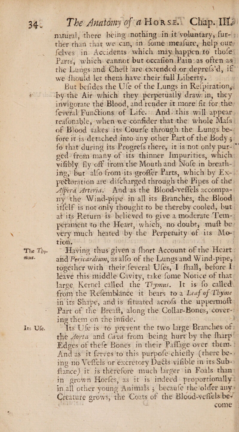 34- \ The T’hy. units. its Ufe. ■ ( The Anatomy of a Horse. Chap. IIL: natural, there being nothing in it voluntary, fur¬ ther than that we can, in home meafure, help our felves in Accidents which may happen to thole Parts, which cannot but occasion Pam as often as the Lungs and Cheft are extended or depreiVd, if we fliould let them have their full Liberty. But beildes the Ufe of the Lungs in Respiration, by the Air which they perpetually draw in, they invigorate the Blood, and render it more ft for the feveral Fundfions of Life. And this will appear teafonabie, when we coirlider that the whole Mafs of Blood takes its Courie through the Lungs be¬ fore it is detached into any other Part of the Body^ fo that during its Progrefs there, it is not only pur- * ged from many of its thinner Impurities, which vilibly fly off from the Mouth and Nofe in breath¬ ing, but alfo from its groffer Parts, which by Ex- perforation are difcharged through the Pipes of the Ajfera Arteria. And as the Blood-veffels accompa¬ ny the Wind-pipe in all its Branches, the Blood itfelf is not only thought to be thereby cooled, but at its Return is believed to give a moderate Tem¬ perament to the Heart, which, no doubt, mu ft be very much heated by the Perpetuity of its Mo¬ tion. Having thus given a fhort Account of the Heart and Pericardium, as alfo of the Lungs and Wind-pipe, together with their leveral Ufes, I iTiall, before I leave this middle Cavity, take fome Notice of that large Kernel called the Thymns. It is fo called from the Refemhlance it bears to a Leaj of Thyme in its Shape, and is iituated acrols the uppermoft Part of the Breaft, along the Collar-Bones, cover¬ ing them on the iniide. Its Ufe is to prevent the two large Branches of the Aorta and Cava from being hurt by the fharp Edges of thefe Bones in their Paflage over them. And as it ferves to this purpofe chiefly (there be¬ ing no Veffels or excretory Duffs viiibie in its Sub- ilance) it is therefore much larger in Foals than in grown Horfes, as it is indeed proportionally In all other young Animals,, becaufe the older any Creature grows, the Coats of the Blood-veilels be-