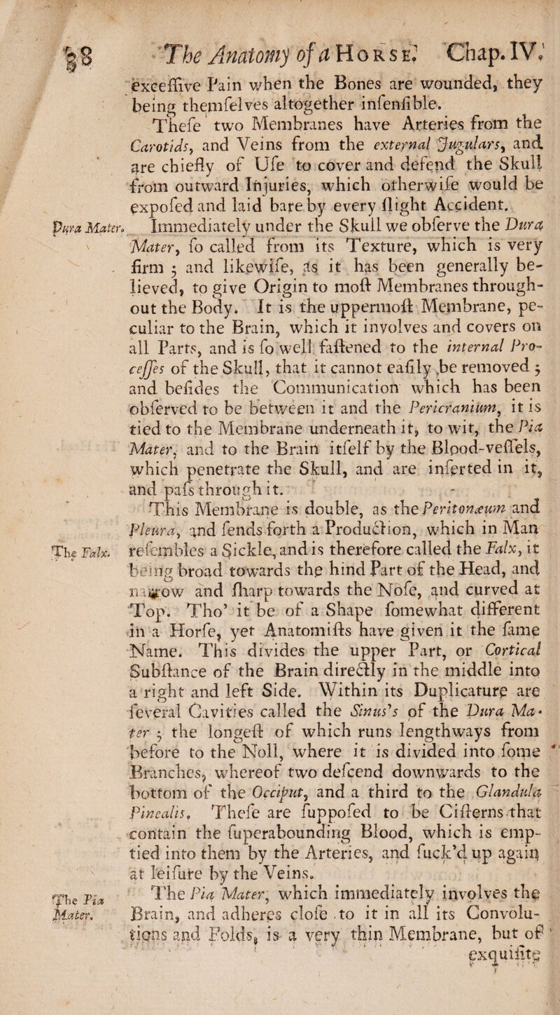 Vt:ra Mater* t * 'The Falx* The 1Ha Mater. The Anatomy of a Hors e7 Chap. IV excefijve Pain when the Bones are wounded, they being themfelves altogether infenfible. Thefe two Membranes have Arteries from the Carotids, and Veins from the external Jugulars, and ^re chiefly of Ufe to cover and defend the Skull from outward Injuries, which otherwife would be expofedand laid bare by every flight Accident. Immediately under the Skull we obferve the Dura Mater, fo called From its Texture, which is very firm 5 and likewife, as it has been generally be¬ lieved, to give Origin to moft Membranes through¬ out the Body* It is theuppermott Membrane, pe¬ culiar to the Brain, which it inyolves and covers on all Parts, and is fo well fattened to the internal Pro- cejjes of the Skull, that it cannot eafily fie removed $ and befides the Communication which has been obferved to be between it and the Pericranium, it is tied to the Membrane underneath it, to wit, the Pia Mater, and to the Brain itfelf by the Blood-veflels, which penetrate the Skull, and are inferted in it, and pafs through it. This Membrane is double, as the Peritoneum and Pleura, and fends forth a Production, which in Man refemhles a Sickle, and is therefore called the Falx, it being broad towards the hind Part of the Head, and n iirow and ttiarp towards the Nofe, and curved at Top. Tho’ it be of a Shape fomewhat different in a Horfe, yet Anatom ifts have given it the fame Name. This divides the upper Part, or Cortical Subftance of the Brain diretttly in the middle into a right and left Side. Within its Duplicature are feVeral Cavities called the Sinus's of the Dura Ma¬ ter • the iongeft of which runs lengthways from before to the Noll, where it is divided into fome Branches, whereof two defcend downwards to the bottom of the Occiput, and a third to the Glandula Pincahs. Thefe are fuppofed to be Citterns that contain the fuperabounding Blood, which is emp¬ tied into them by the Arteries, and fuck’d, up again at leifure by the Veins. The Pia Mater, which immediately involves the Brain, and adheres clofe to it in all its Convolu¬ tions and Folds, is a very thin Membrane, but of extjuifitg
