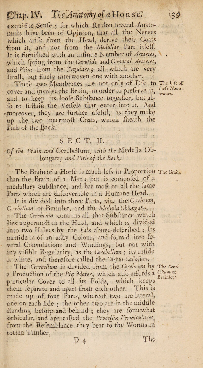 exquifite Senfe 3 for which Reafon feveral Anato- mifts have been of Opinion, that all the Nerves which arife from the Head, derive their Coats from it, and not from the Medullar Part itfelf. It is furniilied with an infinite Number of Arteries y which fp.ri.ng from the Carotids and Cervical Arteries, and Veins from the Jugulars 3 all which are very fmall, but finely interwoven one with another. Thefe two Membranes are not only of Dfe to TheUfeof cover and involve the Brain, in order to preferve it, flem* and to keep its loofe Subftance together, but al- fo to fuftain the Veffels that enter into it. And ^moreover, they are further ufeful, as they make up the two innermoft Coats, which fheath the Pith of the Back. f - r. S E C T. II. Of the Brain and Cerebellum, with the Medulla Ob¬ longata, and Pith of the Bacp. The Brain of a Horfe is much lefs in Proportion The Braia. than the Brain of a Man 3 but is compofed or a medullary Subftance, and has moft or all the fame Parts which are discoverable in a Humane Head. It is divided into three Parts, viz. the Cerebrum, Cerebellum or Brainlet, and the Medulla Oblongata. • The Cerebrum contains all that Subftance which lies uppermoft in the Head, and which is divided into two Halves by the Falx above-defcribed : Its outfde is of an aftay Colour, and form'd into ie- veral Convolutions and Windings, but not with any viftble Regularity, as the Cerebellum 3 its inf.de is white, and therefore called the Corpus Callojim. The Cerebellum is divided from the Cerebrum by The Cerei a Production of the Pi a Mater, which alio affords a °f j * xSlTclIXlJLC * particular Cover to all its Folds, which keeps them feparate and apart from each other. This is made up of four Parts, whereof two are lateral, one on each ftde 3 the other two are in the middle {landing before and behind 3 they are fomewhat orbicular, and are called the Proceffm Vermiculares* from the Refemblance they bear to the Worms in rot ten Timber, (