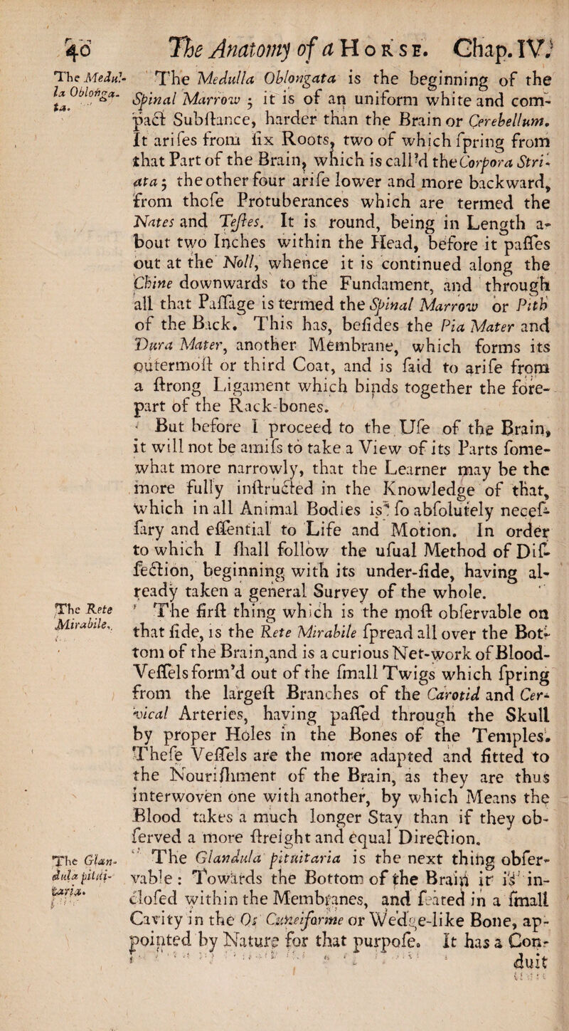 la Oblofijra. O The Rete Mirabile,. The Gian* dula tiildi- taria* The Anatomy of a Hors e. Ghap. IV.1 The Medulla Oblongata is the beginning of the Spinal Marrow • it is of an uniform white and corn- pad: Sub fiance, harder than the Brain or Cerebellum, It arifes from fix Roots, two of which fpring from that Part of the Brain, which is call’d the Corpora Stri- ata-j the other four arife lower and more backward, from thcfe Protuberances which are termed the Nates and Teft es. It is round, being in Length a- bout two Inches within the Head, before it pafles out at the Noll, whence it is continued along the Chine downwards to the Fundament, and through all that PaiTage is termed the Spinal Marrow or Pith of the Back. This has, befides the Pia Mater and ’Dura Mater, another Membrane, which forms its cutermoil or third Coat, and is faid to arife from a flrong Ligament which binds together the fore¬ part of the Rack-bones. But before I proceed to the Ufe of the Brain, it will not be amifs to take a View of its Parts fome- what more narrowly, that the Learner may be the more fully inflrucfed in the Knowledge of that, which in all Animal Bodies is* fo abfolutely necef- fary and effential to Life and Motion. In order to which I fhall follow the ufual Method of Dif- feflion, beginning with its under-fide, having al¬ ready taken a general Survey of the whole. f The hrft thing which is the moft obfervable on that fide, is the Rete Mirabile fpread all over the Bot¬ tom of the Brain,and is a curious Net-work of Blood- VefTels form’d out of the fmall Twigs which fpring from the lafgeft Branches of the Carotid and Cer¬ vical Arteries, having paffed through the Skull by proper Holes in the Bones of the Temples. Thefe VefTels are the more adapted and fitted to the Nourifhment of the Brain, as they are thus interwoven one with another, by which Means the Blood takes a much longer Stay than if they ob- ferved a more {freight and equal Direffion. The Glandula pituitaria is the next thing obfer¬ vable : Towards the Bottom of the Braid ir iT in- tiofed within the Membranes, and feated in a frnall Cavity in the 0s' CuHeifarme or Wedge-like Bone, ap¬ pointed by Nature for that purpofe. It has a Com