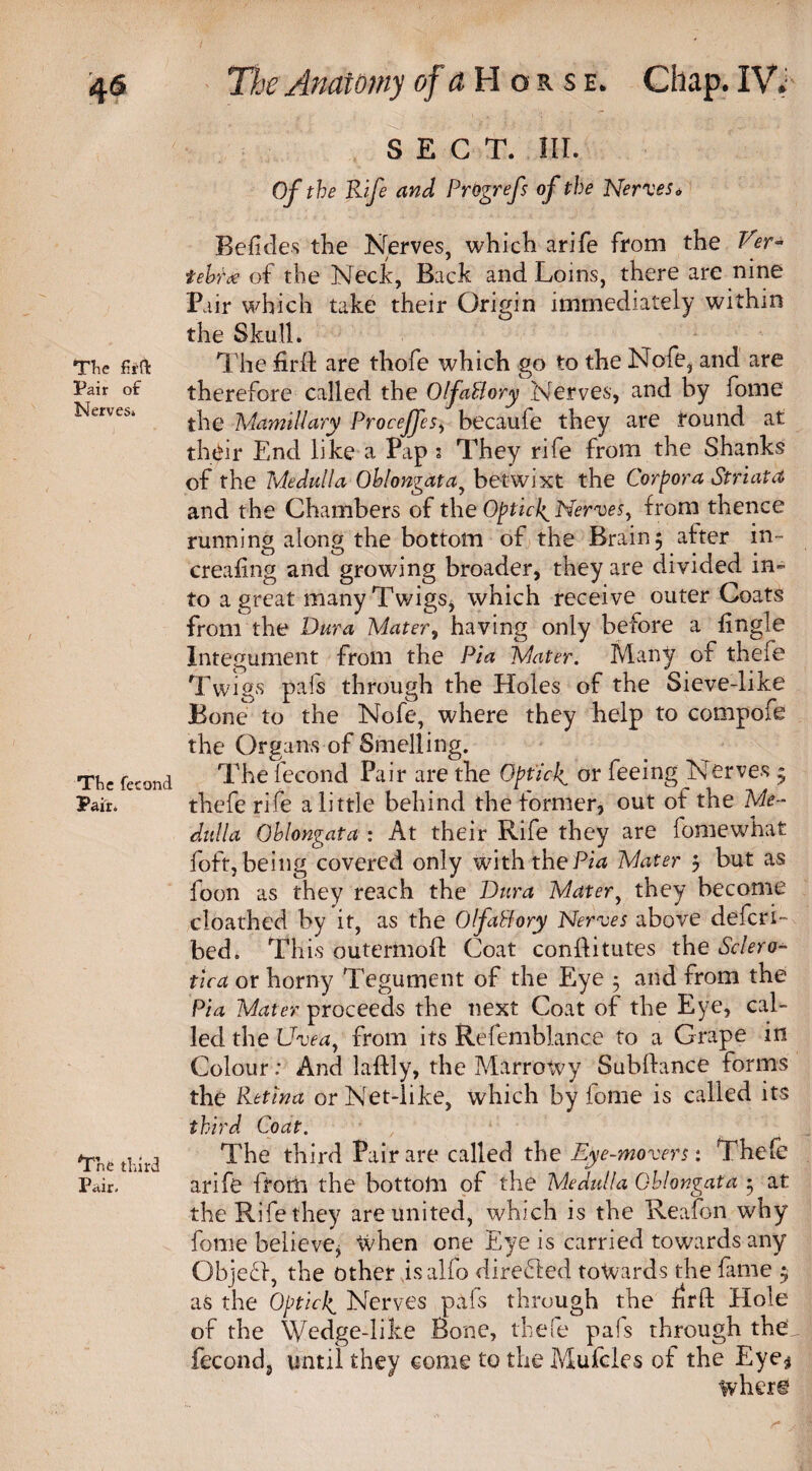 SECT. III. Of the Rife and Prbgrefs of the Nerves. Befides the Nerves, which arife from the Ver- iehfee of the Neck, Back and Loins, there are nine Pair which take their Origin immediately within the Skull* The firft The firft are thofe which go to the Nofe, and are Pair of therefore called the OlfaBory Nerves, and by fome Neiveb* t]ie Mamillary Procejfes, becaufe they are round at their End like a Pap s They rife from the Shanks of the Medulla Ohlongata, betwixt the Corpora Striata and the Chambers of the Opticl^ hferves, from thence running along the bottom of the Brain5 after in¬ creasing and growing broader, they are divided in¬ to a great many Twigs, which receive outer Coats from the Dura Mater, having only before a fingle Integument from the Pi a Mater. Many of thefe Twigs pafs through the Holes of the Sieve-like Bone to the Nofe, where they help to compofe the Organs of Smelling. The fecond The fecond Pair are the Optidf or feeing Nerves 5 thefe rife a little behind the former, out of the Me¬ dulla Oblongata : At their Rife they are fomewhat foft, being covered only with the Pia Mater 5 but as loon as they reach the Dura Mater, they become cloathed by it, as the OlfaBory Nerves above deferi- bed. This outertnoft Coat conftitutes the Sclero¬ tica or horny Tegument of the Eye 5 and from the Pia Mater proceeds the next Coat of the Eye, cal¬ led the Uvea, from its Refemblance to a Grape in Colour; And laflly, the Marrowy Subftance forms the Retina or Net-like, which by fome is called its third Coat. The third Pair are called the Eye-movers: Thefe arife frorh the bottom of the Medulla Oblongata 5 at the Rife they are united, which is the Reafon why fome believe, When one Eye is carried towards any Obje£f, the other isalfo directed towards the fame 5 as the Opticlf Nerves pals through the firft Hole of the Wedge-like Bone, thefe pals through the fecond, until they come to the Mufcles of the Eye* where Pair. The third Pair.