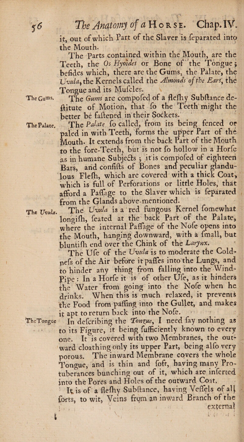 it, out of which Part of the Slaver is feparated into the Mouth. The Parts contained within the Mouth, are the Teeth, the Os tfyotdes or Bone of the Tongue $ befides which, there are the Gums, the Palate, the XJvuUy the Kernels called the Almonds of the Ears\ the Tongue and its Mufcles. The Gums are compofed of a flefliy Subftance de¬ pute of Motion, that fo the Teeth might the better be faftened in their Sockets. The Palate fo called, from its being fenced or paled in with Teeth, forms the upper Part of the Mouth. It extends from the back Part of the Mouth to the fore-Teeth, but is not fo hollow in a Horfe as in humane Subje£ls ^ it is compofed of eighteen Bars, arid confifts of Bones and peculiar glandu- lous Flefh, which are covered with a thick Coat, which is full of Perforations or little Holes, that afford a Paffage to the Slaver which is feparated from the Glands above-mentioned. The Uvula. The Uvula is a red fungous Kernel fomewhat * longifh, feated at the back Part of the Palate, where the internal Paffage of the Nofe opens into the Mouth, hanging downward, with a fmall, but bluntifh end over the Chink of the Larynx. The Ufe of the Uvula is to moderate the Cold- nefs of the Air before itpaffes into the Lungs, and to hinder any thing from falling into the Wind- Pipe : In a Horfe it is of other Ufe, as it hinders the Water from going into the Nofe when he drinks. When this is much relaxed, it prevent^ the Food from paffing into the Gullet, and makes it apt to return back into the Nofe. ‘TheTongue Jn defcribing the Longue, I need fay nothing as to its Figure, it being fufficiently known to every one. It is covered with two Membranes, the out¬ ward cloathing only its upper Part, being alfo very porous. The inward Membrane covers the whole Tongue, and is thin and foft, haying many Pro¬ tuberances bunching out of it, which are inferted into the Pores and Holes of the outward Coat. It is of a flefhy Subftance, having Veffels of alj. forts, to wit. Veins from an inward Branch of the r,., V ( externa! * ' < • * h • . • ' • T» 5 The Gums. The Palate, f