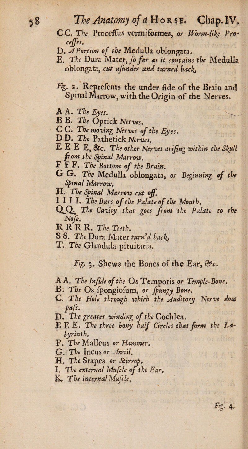 C C. The ProcefTiis vcrmiformes, or Worm-like Pro* cejj'es. D. si Portion of the Medulla oblongata. E. The Dura Mater, fo far as it contains the Medulla oblongata, cut afunder and turned hack,. Fig. 2. Reprefents the under fide of tbe Brain and Spinal Marrow, with the Origin of the Nerves. A A. The Eyes. B B. The Optick Nerves, C C. The moving Nerves of the Eyes, D D. The Pathetick Nerves. E E E E, &c. The other Nerves arijing within the Skull from the Spinal Marrow. F F F. The Bottom of the Brain. G G. The Medulla oblongata, or Beginning of the Spinal Marrow. H. The Spinal Marrow cut off. I I I I. The Bars of the Palate of the Mouth. QSL. The Cavity that goes from the Palate to the Nofe, R R R R. The Teeth. S S. The Dura Mater turn’d hack. T. The Glandula pituitaria. Fig. 3. Shews the Bones of the Ear, 0V. A A. The lnjide of the Os Temporis or Temple-Bone, B. The Os fpongiofum, or fpungy Bone. C. The Hole through which the ^Auditory Nerve do& tafs-' , I D. The greater winding of the Cochlea. G. The Incus or s4nvil. H. The Stapes or Stirrop, I. The external Mufcle of the Ear0 &. The internal Mufcle. E E E. The three hony half Circles that form the La hyrinth. F. The Malleus or Hammer. \
