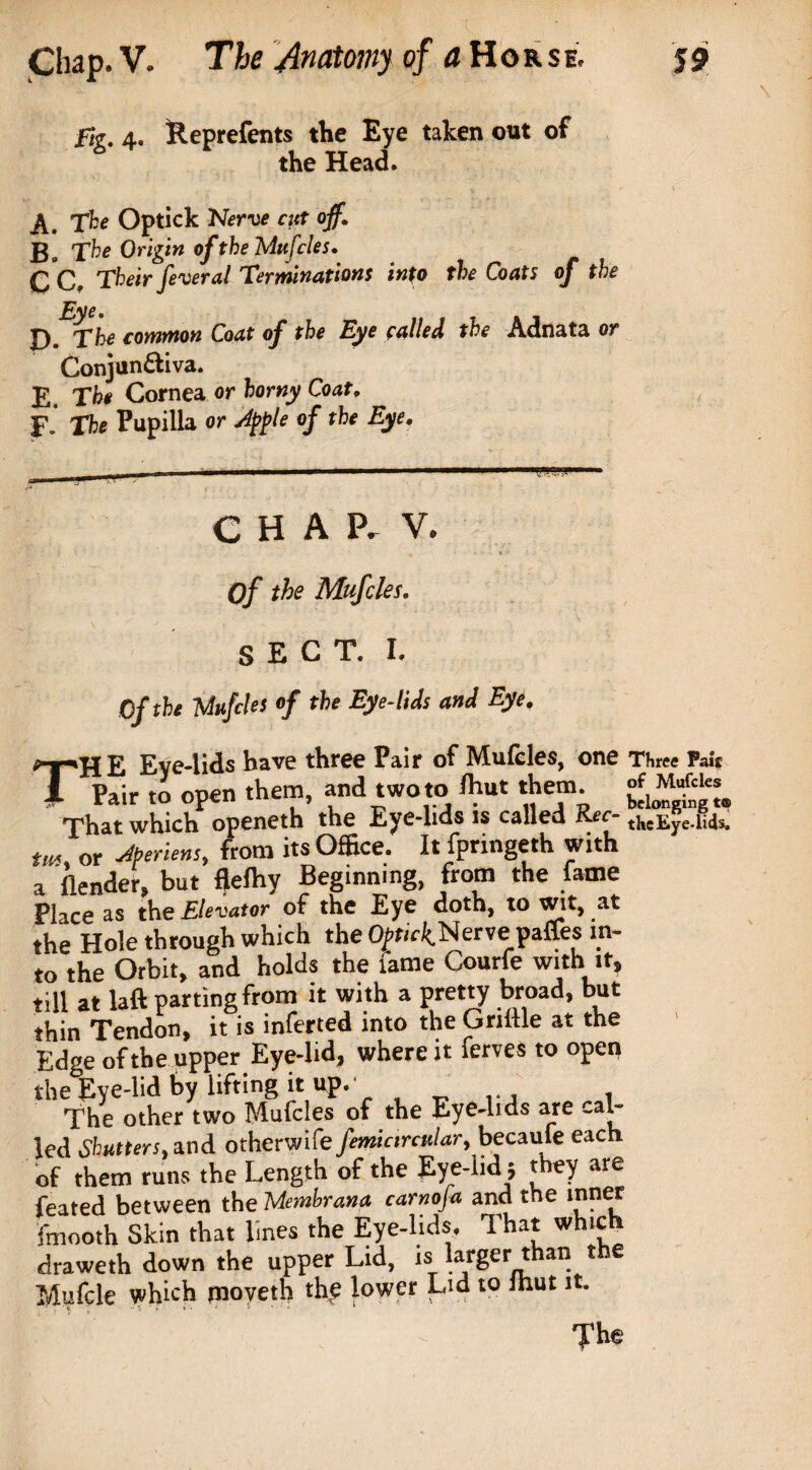 /fa. 4. Reprefents tlie Eye taken out of the Head. The Optick Nerve cut off. B. The Origin of the Mufcles. QC, Their fever al Terminations into the Coats of the D. The common Coat of the Eye called the Conjun&iva. E. The Cornea or horny Coat. f' The Pupilla or Atfle of the Eye. Adnata or ( C H A P. V. Of the Mufcles. SECT. I. Of the Mufcles of the Eye-lids and Eye. THE Eye-lids have three Pair of Mufcles, one Three Pair Pair to open them, and two to Ihut them. of Mufcles That which^ openeth the Eye-lids is called Rec- tm or Jperiens, from its Office. It fpringeth with a (lender, but flelhy Beginning, from the lame Place as the Elevator of the Eye doth, to wit, at the Hole through which the O/fHNerve paffes in¬ to the Orbit, and holds the fame Courfe with it, till at laft parting from it with a pretty broad, but thin Tendon, it is inferred into the Griftle at the Edge of the upper Eye-lid, where it ierves to open the Eye-lid by lifting it up. ‘ The other two Mufcles of the Eye-lids are cal¬ led Shutm, and otherwife femictrcular, becaufe each of them runs the Length of the Eye-lid 5 they are feated between the Memhrana carnofa and the inner fmooth Skin that lines the Eye-lids, That which draweth down the upper Lid, is arger t an t e Mufcle which moveth the lower Lid to ihut it. C •• *5 • ? '* • ' ♦ * • 0 * The