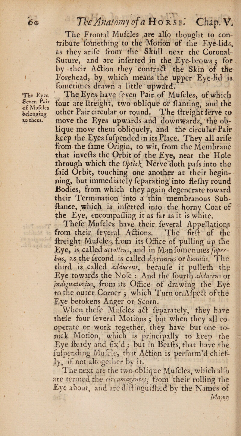 /, The Eyes. Seven Pair of Mufdes belonging to them. * I The Anatomy of a Hors e.' Chap. V. The Frontal Mufcles are alfo thought to con¬ tribute fo'mething to the Motion of the Eyelids, as they arife from the Skull near the Coronal- Suture, and are inferred in the Eye-brows 5 for by their Adion they contrail the Skin of the Forehead, by which means the upper Eye-lid is fometimes drawn a little upward. The Eyes have feven Pair of Mufcles, of which four are dreight, two oblique or flaming, and the other Pair circular or round. The dreight ferve to move the Eyes upwards and downwards, the ob¬ lique move them obliquely, and the circular Pair keep the Eyes fufpended in its Place. They all arife from the fame Origin, to wit, from the Membrane that inveds the Orbit of the Eye, near the Hole through which the Opticl{ Nerve doth pafsinto the faid Orbit, touching one another at their begin¬ ning, but immediately feparating into flefhy round Bodies, from which they again degenerate toward their Termination into a thin membranous Sub¬ fiance, which is inferted into the horny Coat of the Eye, encompaffing it as far as it is white. Thefe Mufcles have their feveral Appellations from their feveral Adions. The drd of the fireight Mufcles, from its Office of pulling up the Eye, is called attollens^ and in Man fomecimes/tt/w- bu6y as the fecond is called deprimeys or humilis. The third is called adducens, becaufe it pulleth the Eye towards the Nofe : And the fourth abducens or indignatorim, from its Office of drawing the Eye to the outer Corner j which Turn onAfped of the Eye betokens Anger or Scorn. When thefe Mufcles ad feparately, they have thefe four feveral Motions 5 but when they all co¬ operate or work together, they have but one to- nick Motion, which is principally to keep the Eye fteady and fix’d 5 but in Beads, that have the fufpending Mu foie, that Adion is perform’d chief¬ ly, if not altogether by it. The next are the two oblique Mufcles, which alfo are termed the circumagentes^ from their rolling the Eye about, and are didinguidied by the Names of 'Mwr.