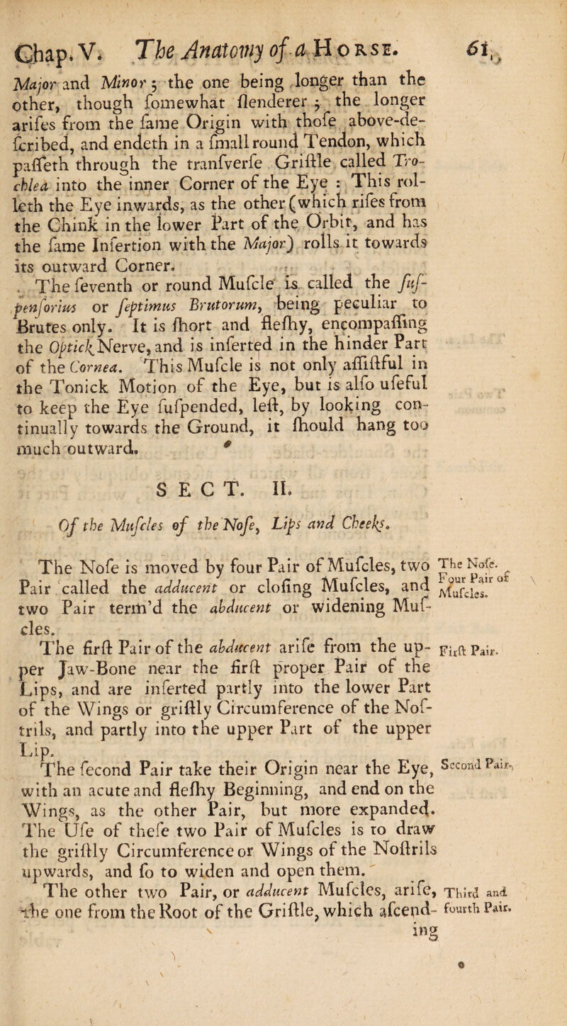 Major and Minor; the one being longer than the other, though jfomewhat flenderer 5 the longer arifes from the fame Origin with thofe above-de- fcribed, and endeth in a fmallround Tendon, which pafteth through the tranfverfe Griftle called Tro¬ chlea into the inner Corner of the Eye : This rol- leth the Eye inwards, as the other (which rifesfrom the Chink in the lower Part of the Orbit, and has the fame fnfertion with the Major) rolls it towards its outward Corner. . The feventh or round Mufcle is called the fuf- penforint or feptimus Brutorum, being peculiar to Brutes only. It is fhort and flefhy, encompalfmg the Opici^Nerve, and is infert^d in the hinder Part of the Cornea. This Mufcle is not only afMful in the Tonick Motion of the Eye, but is alio ufeful to keep the Eye fufpended, left, by looking con¬ tinually towards the Ground, it fhould hang too much outward, 0 SECT. II, Of the Mufcles of the Nofe, Lips and Cheek?, The Nofe is moved by four Pair of Mufcles, two The Nofe. Pair called the adducent or doling Mufcles, and ° two Pair term’d the abducent or widening Muf¬ cles. T he llrft Pair of the abducent arife from the up- F}xftpajr. per Jaw’-Bone near the firft proper Pair of the Lips, and are inferted partly into the lower Part of the Wings or griftly Circumference of the Nof- trils, and partly into the upper Part of the upper Lip. The fecond Pair take their Origin near the Eye, Second Paw-, with an acute and flelliy Beginning, and end on the Wings, as the other Pair, but more expanded. The Ufe of thefe two Pair of Mufcles is to draw the griftly Circumference or Wings of the Noftrils upwards, and fo to widen and open them. The other two Pair, or adducent Mufcles, arife. Third and die one from the Root of the Griftle, which afcend- fourth Pair. ing h > 0 v \ '' \ V . »