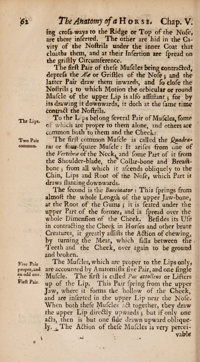 The Lips. Two Pair common. Five Pair proper, and an odd one. J’irft Pair. The Anatomy of a Horse. Chap. V. ing crofs-ways to the Ridge or Top of the Nofe, are there inferted. The other are hid in the Ca¬ vity of the Noftrils under the inner Coat that cloaths them, and at their Infertion are fpread on the griftly Circumference. The firft Pair of thefe Mufcles being contra&ed* deprefs the AJ<e or Gridies of the Nofe 5 and the latter Pair draw them inwards, and fo clofe the Noftrils 5 to which Motion the orbicular or round Mufcle of the upper Lip is alfo aftiftant • for by its drawing it downwards, it doth at the fame time contrail the Noftrils* To the Lips belong feveral Pair of Mufcles, fome of which are proper to them alone, and others are common both to them and the Cheeks. The ftrft common Mufcle is called the Quadra* tus or four-fquare Mufcle : It arifes from one of the Vertebra of the Neck, and fome Part of it from the Shoulder-blade, the^ Collar-bone and Breaft- bone 5 from all which it afeends obliquely to the Chin, Lips and Root of the Nofe, which Part it draws flanting downwards* The fecond is the Buccinator : This fprings from almoft the whole Length of the upper Jaw-bone* at the Root of the Gums 5 it is feated under the upper Part of the former, and is fpread over the whole Dimenfion of the Cheek* Befides its Ufe in contracting the Cheek in Horfes and other brute Creatures, it greatly aflifts the A£lion of chewing* by turning the Meat, which falls between the T eeth and the Cheek, over again to be ground and broken. The Mufcles, which are proper to the Lips only, are accounted by Anatomifts five Pair, and one fingle Mufcle. The firft is called Par attollens or Lifters up of the Lip. This Pair fpring from the upper Jaw, where it forms the hollow of the Cheek, and are inferted in the upper Lip near the Nofe* When both thefe Mufcles a£l together, they draw the upper Lip dire&ly upwards 5 but if only one a£l$, then is but one fide drawn upward oblique* ly.^The A<ftion of thefe Mufcles is very percei- , •„. vabl®