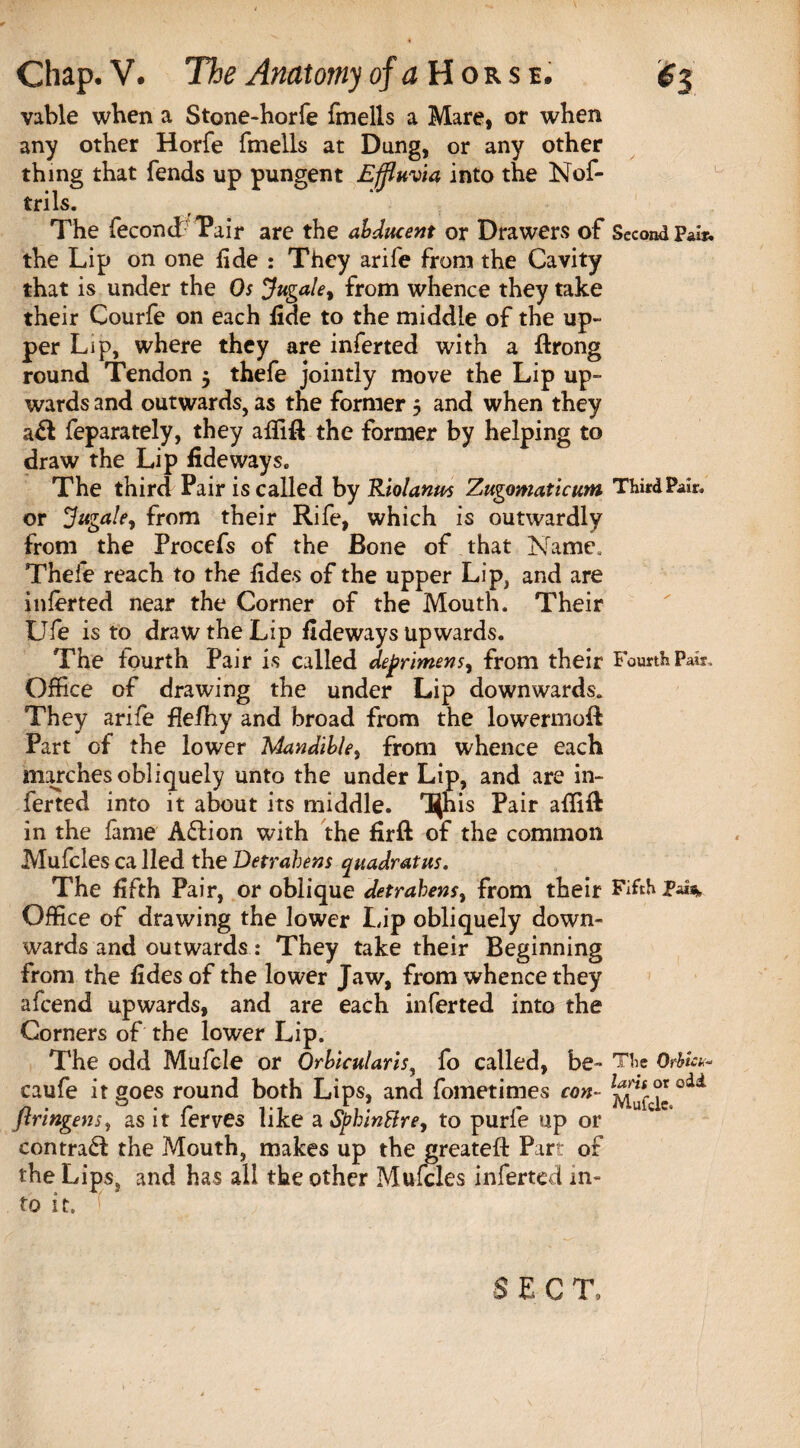 vable when a Stone-horfe fmells a Mare, or when any other Horfe fmells at Dung, or any other thing that fends up pungent Effluvia into the Nof- trils. The feconcLTair are the abducent or Drawers of Second Pair, the Lip on one fide : They arife from the Cavity that is under the Os Jugale, from whence they take their Courfe on each fide to the middle of the up¬ per Lip, where they are inferted with a ftrong round Tendon 5 thefe jointly move the Lip up¬ wards and outwards, as the former 5 and when they a& feparately, they affifl the former by helping to draw the Lip fide ways. The third Pair is called by Riolantts Zugomaticum Third Pair, or Jugate, from their Rife, which is outwardly from the Procefs of the Bone of that Name. Thefe reach to the fides of the upper Lip, and are inferted near the Corner of the Mouth. Their Ufe is to draw the Lip fideways upwards. The fourth Pair is called deprimens, from their Fourth Pair. Office of drawing the under Lip downwards. They arife flefhy and broad from the lowermofl Part of the lower Mandible, from whence each marches obliquely unto the under Lip, and are in¬ ferted into it about its middle. is Pair affift in the feme A£lion with the firft of the common Mufcles ca lied the Detrahens quadratus. The fifth Pair, or oblique detrahens, from their Fifth Office of drawing the lower Lip obliquely down¬ wards and outwards: They take their Beginning from the fides of the lower Jaw, from whence they afcend upwards, and are each inferted into the Corners of the lower Lip. The odd Mufcle or Orbicularis, fo called, be- The Orbia<■- caufe it goes round both Lips, and fometimes con- ^fcls ftringens, as it ferves like a Sphinttre, to purfe up or contrail the Mouth, makes up the greateft Part of the Lips, and has all the other Mufcles inferted in¬ to it. SECT