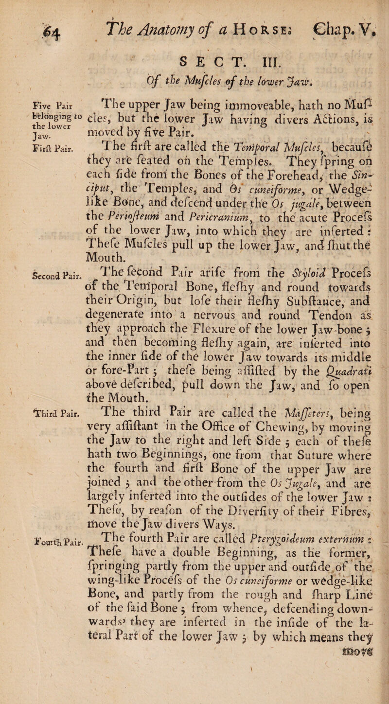 The Anatomy of a Horse, SECT. III. Of the Mufcles af the lower Jaw, Five Pair The upper Jaw being immoveable, hath no MuA belonging to but the lower Jaw having clivers Actions, is jaw. moved by five rair. Firii Pair. The firfi: are called the Temporal Mufclesy becaufe they are felted on the Temples. They fpring oh \ each fide from the Bones of the Forehead, the Sin¬ ciput y the Temples, and Os cuneiform y or Wedge¬ like Bone, and defcend under the Os jugale, between the Periojleum and Pericranium, to the acute Procefs of the lower Jaw, into which they are inferted s Thefe Mufcles pull up the lower Jaw, and fhut the Mouth. Second Pair. The fecond Pair arife from the Styloid Procefs of the Temporal Bone, flefhy and round towards their Origin, but lofe their fiefhy Subftance, and degenerate into a nervous and round Tendon as they approach the Flexure of the lower Jaw -bone 3 and then becoming fiefliy again, are inferted into the inner fide of the lower Jaw towards its middle or fore-Fart 5 thefe being affifted by the Quadraii above defcribed, pull down the Jaw, and fo open the Mouth. tea Pair. The third Pair are called the Maffeters% being very affiftant in the Office of Chewing, by moving the Jaw to the right and left Side 5 each of thefe hath two Beginnings, one from that Suture where the fourth and firft Bone of the upper Jaw are joined 5 and the other from the Os Jugale, and are largely inferted into the outfides of the lower Jaw s Thefe, by reafon of the Diverfity of their Fibres., move the Jaw divers Ways. Fourth Pair. The fourth Pair are called Pterygoideum externum 1 Thefe have a double Beginning, as the former, fpringing partly from the upper and outfide of the wing-like Procefs of the Os cuneiforme or wedge-like Bone, and partly from the rough and fharp Line of the faid Bone 3 from whence, defending down- wards’ they are inferted in the infide of the la¬