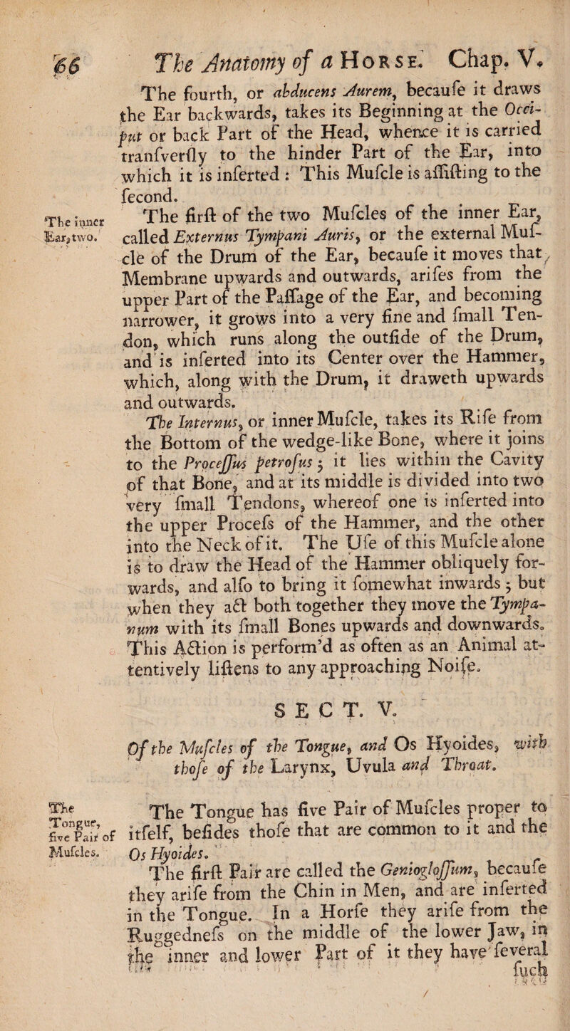 The fourth, or abducent Aurem, becaufe it draws the Ear backwards, takes its Beginning at the Occi¬ put or back Part of the Head, whence it is carried tranfverfly to the hinder Part of the Ear, into which it is inferted : This Mufcle is affifting to the fecond. The inner The firft of the two Mufcles of the inner Ear, Ear, two. called Ext emus Tympani Aurisy or the external Muf¬ cle of the Drum of the Ear, becaufe it moves that/ Membrane upwards and outwards, arifes from the upper Part of the Paffage of the Ear, and becoming narrower, it grows into a very fine and fmall Ten¬ don, which runs along the outflde of the Drum, and is inferted into its Center over the Hammer, which, along with the Drum? it draweth upwards and outwards. 'the Intemusy or inner Mufcle, takes its Rife from the Bottom of the wedge-like Bone, where it joins to the Proceffm petrofus $ it lies within the Cavity pf that Bone, and at its middle is divided into two very fmall Tendons, whereof one is inferted into the upper Procefs of the Hammer, and the other into the Neck of it. The Ufe of this Mufcle alone is to draw the Head of the Hammer obliquely for¬ wards, and alfo to bring it fomewhat inwards; but when they a& both together they move the Tympa¬ num with its fmall Bones upwards and downwards. This Aftion is perform’d as often as an Animal at¬ tentively Mens to any approaching Noife. SECT. V. Of the “Mufcles of the Tongue, and Os Hyoides, with thofe of the Larynx, Uvula and Throat. The The Tongue has five Pair of Mufcles proper to foTIS’of itfelf, befides thofe that are common to it and the Mufcles. 05 Hyoides. The firft Pair are called the GenioghJfumy becaufe they arife from the Chin in Men, and are inferted in the Tongue. In a Horfe they arife from the Ruggednefs on the middle of the low7er Jaw, in the inner and lower Part of it they haveTeveral ; ’ 'e< ! ’ inch ; I ■; ‘I /