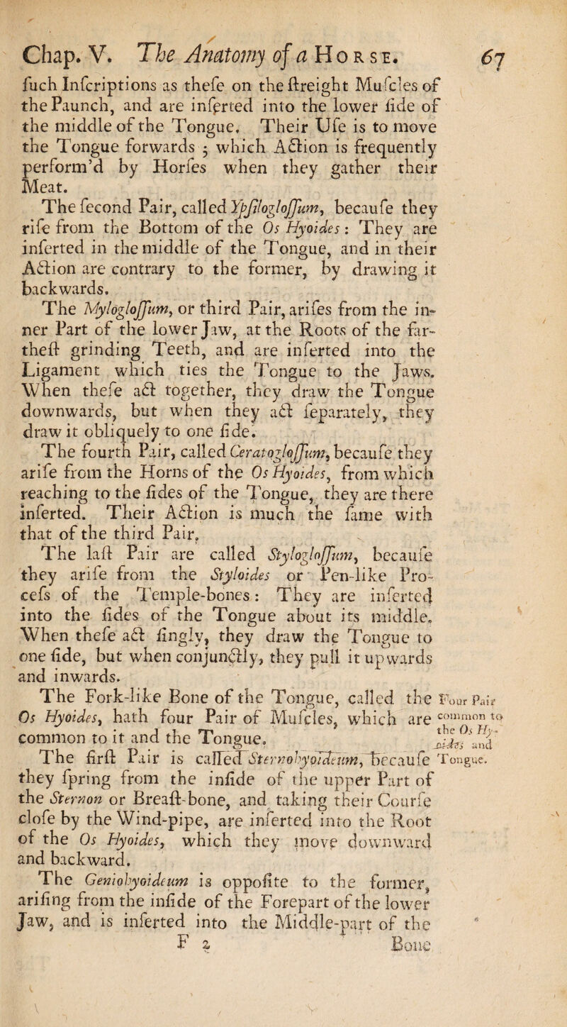 iuch Infcriptions as thefe on theftreight Mufdesof the Paunch, and are inferred into the lower iide of the middle of the Tongue, Their Ufe is to move the Tongue forwards - which Action is frequently perform’d by Horfes when they gather then* Meat. The fecond Pair, called YfJilogloJJum, becaufe they rife from the Bottom of the Os Hyoides: They are inferted in the middle of the Tongue, and in their Adi on are contrary to the former, by drawing it backwards. The MylogloJjim, or third Pair, arifes from the in¬ ner Part of the lower Jaw, at the Roots of the far- thefl- grinding Teeth, and are inferted into the Ligament which ties the Tongue to the Jaw^s. When thefe ad together, they draw the Tongue downwards, but when they ad leparately, they draw it obliquely to one fide. The fourth Pair, called Ceratojlaffum, becaufe they arife from the Horns of the Os Hyoides, from which reaching to the fides of the Tongue, they are there inferted. Their Adion is much the fame with that of the third Pair. The laid Pair are called Stylogloffum, becaufe they arile from the Styloides or Pen-like Pro~ cefs of the Temple-bones: They are inferted into the fides of the Tongue about its middle. When thefe ad finglv, they draw the Tongue to one tide, but when conjundly, they pull it upwards and inwards. The Fork-like Bone of the Tongue, called the Four Pair Os Hyoides, hath four Pair of Mufcles, which are conimon to common to it and the Tongue. 2 The firff P air is c a he cTd erno hy o Jdeu w ,T> e c a u fe Tongue, they fpring from the infide of the upper Part of the Stern on or Bread-bone, and taking their Courfe clofe by the Wind-pipe, are inferted into the Root of the Os Hyoides, which they move downward and backward. The Geniohyoideum is oppofite to the former, ariling from the infide of the Forepart of the lower Jaw, and is inferted into the Middle-part of the F ?, Bone v