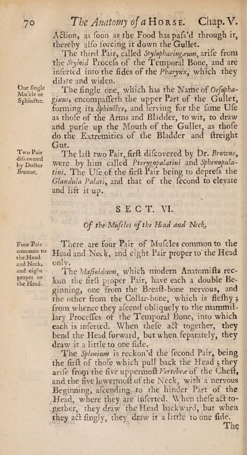One fingle Mu!cie or Spliinftre. Two Pair di (covered by Doftor Browne. Four Pair common to the Head and Neck, and eight proper to the Head, The Anatomy of a Horse. Chap. V. Aftion, as Toon as the Food haspafs’d through it, thereby alfo forcing it down the Gullet, The third Pair, called Stylopharingeeum, arife from the Styloid Procefs of the Temporal Bone, and are infer ted into the fides of the Pharynx, which they dilate and widen. The fingle one, which has the Name of Oefopha- giceuh encompaffeth the upper Part of the Gullet, forming its SfhinBre, and ferving for the fame Ufe as thofe of the Arms and Bladder, to wit, to draw and purfe up the Mouth of the Gullet, as thofe do the Extremities of the Bladder and ftreight Gut. \ 1 The Lift two Pair, firft difcovered by Dr. Browne, were by him called Pterygopalatini and Sphenopala- tini. The Ufe of the firft Pair being to deprefs the Gian did a Palati, and that of the fecond to elevate and lift it up. SECT. VI. Of the Mufcles of the Head and Neck, There are four Pair of Mufcles common to the Head and Neck, and eight Pair proper to the Head only. The Majtoidsitm, which modern Anatomifts rec¬ kon the firft proper Pair, have each a double Be¬ ginning, one from the Breaft-bone nervous, and the other from the Collar-bone, which is flefhy 5 from whence they afcend obliquely to the mammil¬ lary Proceffes of the Temporal Bone, into which each is inferred. When thefe aft together, they bend the Head forward, but when feparately, they draw it a little to one fide. The Selenium is reckon’d the fecond Pair, being the firft of thofe which pull back the Head 5 they arife from the five uppermoft Vertehne of the Cheft, and the five lowermoft of the Neck, with a nervous Beginning, afcending to the hinder Part of the Head, where they are inferted. When thefe aft to¬ gether, they draw the Head backward, but when aft finely, thev draw it a little to one fide. ^ Th$