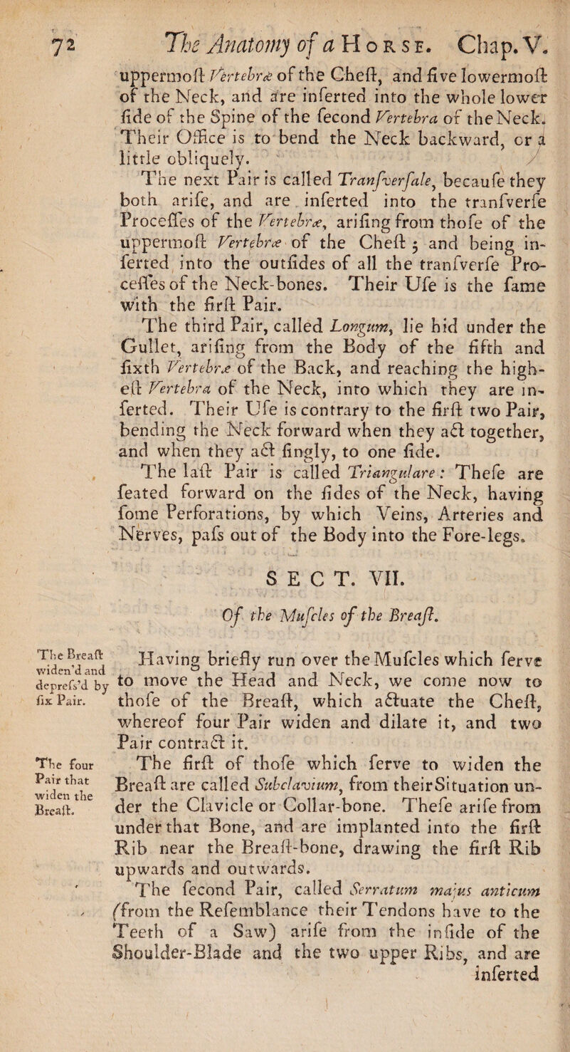 uppermoft Vertebra of the Cheft, and five lowermoft of the Neck, and are inferted into the whole lower fide of the Spine of the fecond Fertebra of the Neck. Their Office is to bend the Neck backward, cr Jl little obliquely. / The next Fair is called Tranfverfale, becaufe they both arife, and are inferted into the tranfverfe Proceffes of the Fenebr#, arifing from thofe of the uppermoft Fertebrce of the Cheft $ and being in¬ ferted into the outfides of all the tranfverfe Pro- cefi.es of the Neck-bones. Their Ufe is the fame with the firft Pair. The third Pair, called Longumt lie hid under the Gullet, arifing from the Body of the fifth and fixth Vertebra of the Back, and reaching the high- eft Fertebra of the Neck, into which they are in¬ ferted. Their Ufe is contrary to the firft two Pair, bending the Neck forward when they aft together, and when they a£l fingly, to one fide. The laft Pair is called Triangulare: Thefe are feated forward on the fides of the Neck, having fome Perforations, by which Veins, Arteries and Nerves, pafs out of the Body into the Fore-legs. SECT. VII. Of the Mu fries of the Breafl. 'The Bread widen’d and cSeprefvd by fix Pair. The four Pair that widen the Bread. Having briefly run over theMufcles which ferve to move the Head and Neck, we come now to thofe of the Breaft, which afluate the Cheft, whereof four Pair widen and dilate it, and two Pair contra£1 it. The firft of thofe which ferve to widen the Breaft are called Subclavium, from theirSituation un¬ der the Clavicle or Collar-bone. Thefe arife from under that Bone, and are implanted into the firft Rib near the Breaft-bone, drawing the firft Rib upwards and outwards. The fecond Pair, called Serratum ma]us antlcum (from the Refemblance their Tendons have to the Teeth of a Saw) arife from the in fide of the Shoulder-Blade and the two upper Ribs, and are inferted