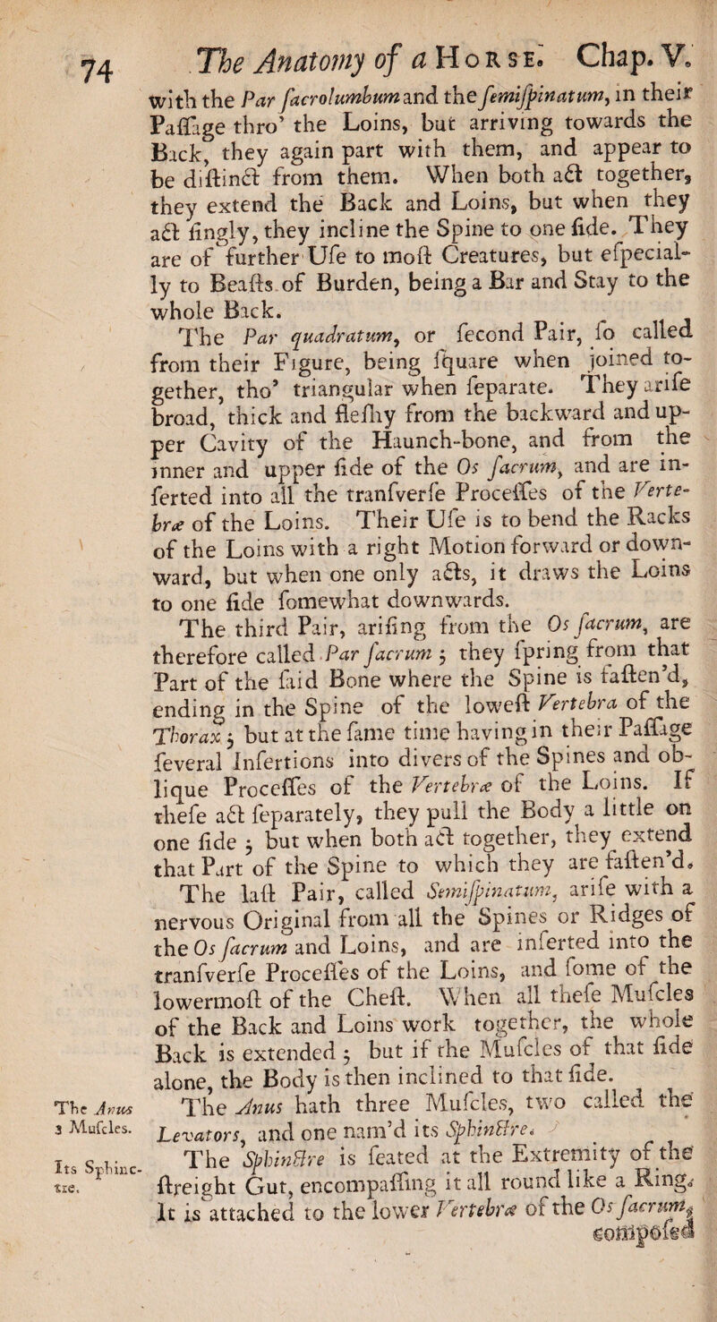 witli the Par facrolumbum and the femifyinatum, in thei£ Pafifage thro’ the Loins, but arriving towards the Back, they again part with them, and appear to be diftind from them. When both ad together, they extend the Back and Loins, but when they ad fingly, they incline the Spine to one fide. They are of furtherUfe to inoft Creatures, but efpecial- ly to Beads of Burden, being a Bar and Stay to the whole Back. The Par quadratum, or fecond Pair, fo called from their Figure, being ftpare when joined to¬ gether, tho’ triangular when feparate. Theyarife broad, thick and flefliy from the backward and up¬ per Cavity of the Haunch-bone, and from the inner and upper fide of the Os facrum y and are m- ferted into all the tranfverfe Proceffes of the Verte¬ bra of the Loins. Their Ufe is to bend the Racks of the Loins with a right Motion forward or down¬ ward, but when one only ads, it draws the Loins to one fide fomewhat downwards. The third Pair, arifing from the Os facrum, are therefore called Par facrum $ they ipring from that Part of the laid Bone where the Spine is fatten’d, ending in the Spine of the loweft Vertebra of the Thorax 5 but at the fame time having in their Pattage feveral Infertions into divers of the Spines and ob¬ lique Precedes of the Vertebrae of the Loins. If thefe ad feparately, they pull the Body a little on one fide $ but when both ad together, they extend that Part of the Spine to which they are fatten’d« The laft Pair, called Stmifpinantm, arife with a nervous Original from all the Spines or Ridges of the Os facrum and Loins, and are inierted into the tranfverfe Procefies of the Loins, and fome of the lowermofl of the Cheft. When all thefe Mufcles of the Back and Loins work together, the whole Back is extended 5 but if the Mufcles of that fide alone, the Body is then inclined to that fide. TTie Anus The Anus hath three Mufcles, two called the 3 Mufcles. Levators, and one nam’d its Sphintfre* a * t I 1 1.' . ___ a. .. L ***: The 'spbinBre is feated at the Extremity of the {freight Gut, encompaffmg it all round like a Ring.' It is attached to the lower Vertebra or the Os facrum4