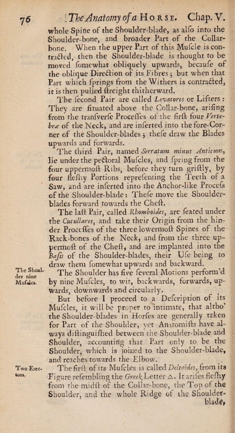 Tlie Shoul¬ der nine Mufoics. Two Erec¬ tors. ' The Anatomy of a Horse. Chap. V. whole Spine of the Shoulder-blade, as alfo into the Shoulder-bone, and broader Part of the Collar¬ bone. When the upper Part of this Mufcle is con- traced, then the Shoulder-blade is thought to be moved fomewhat obliquely upwards, becaufe of the oblique Direction of its Fibres 5 but when that Part which fprings from the Withers is contracted 3 it is then pulled (freight thitherward. The fecond Pair are called Levatores or Lifters : They are fituated above the Collar-bone, ariftng from the tranfverfe Precedes of the firft four Verte¬ bra of the Neck, and are inferred into thefore-Cor- ner of the Shoulder-blades 5 thefe draw the Blades upwards and forwards. The third Pair, named Serratum minus Anti cum, lie under the peCoral Mufcles, and fpring from the four uppermoft Ribs, before they turn griftly, by four fiefhy Portions reprefenting the Teeth of a Saw, and are inferted into the Anchor-like Procefs of the Shoulder-blade: Thefe move the Shoulder- blades forward towards the Cheft. The laft Pair, called RhomboiJes, are feated under the Cucullares, and take their Origin from the hin¬ der Proee fifes of the three lowermoft Spines of the Rack-bones of the Neck, and from the three up- permoft of the Cheft, and are implanted into the JBaJts of the Shoulder-blades, their Ule being to draw them fomewhat upwards and backward. The Shoulder has five feveral Motions perform’d by nine Mufcles, to wit, backwards, forwards, up¬ wards. downwards and circularly. 7 J - f t /<• 4 But before I proceed to a Defcnption ot its Mufcles, it will be proper to intimate, that altho’ the Shoulder-blades in Horfes are generally taken for Part of the Shoulder, yet Anatomifts have al¬ ways diftingui/hed between the Shoulder-blade arid Shoulder, accounting that Part only to be the Shoulder, which is joined to the Shoulder-blade, and reaches towards the Elbow. Thefirft of its Mufcles is called Deltoides, from its Figure refembling the Greeks Letter A* It ariles ftefhy from the midft of the Collar-bone, the Top of the Shoulder, and the whole Ridge of the Shoulder