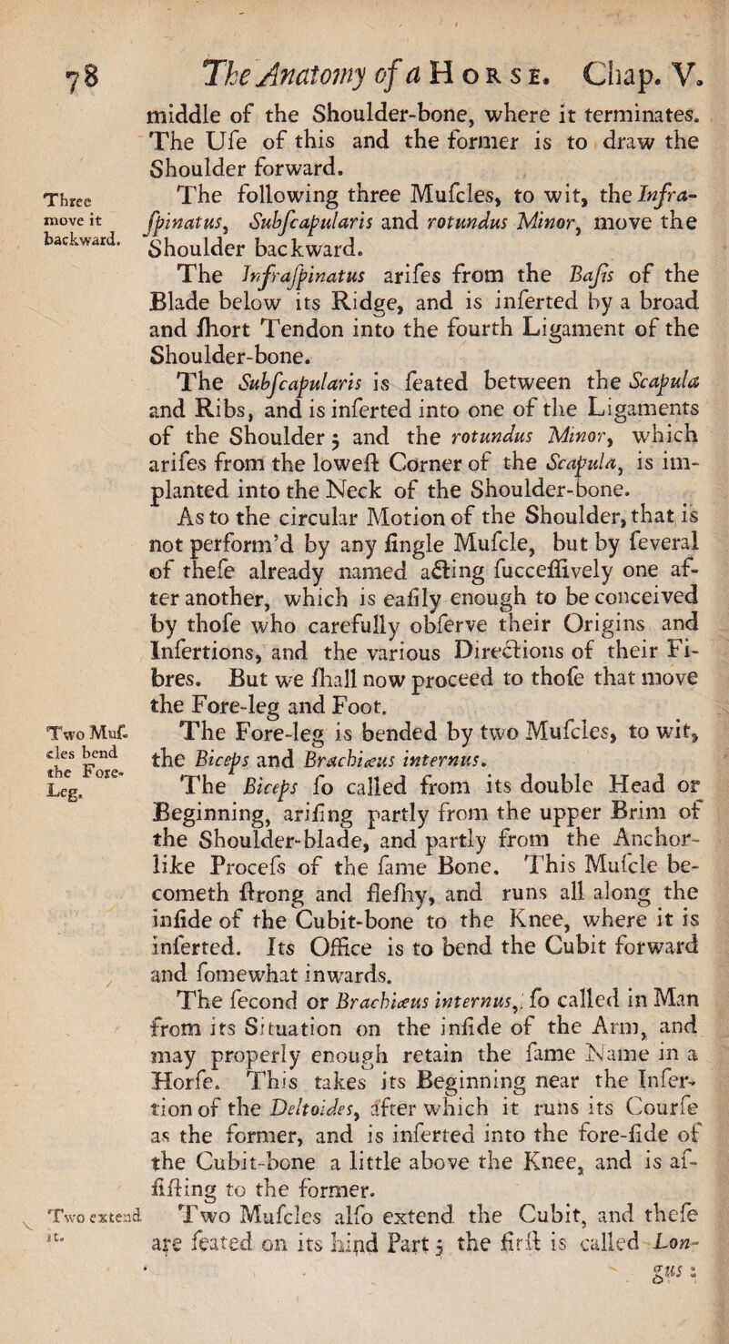 Three move it backward. Two Muf. ties bend the Fore- Leg, Two exten it. middle of the Shoulder-bone, where it terminates. The Ufe of this and the former is to draw the Shoulder forward. The following three Mufcles, to wit, the Infra- fpinatus, Subfcapularis and rotundus Minor, move the Shoulder backward. The Jnfrafpinatus arifes from the Bajis of the Blade below its Ridge, and is inferted by a broad and fhort Tendon into the fourth Ligament of the Shoulder-bone. The Subfcapularis is feated between the Scapula and Ribs, and is inferted into one of the Ligaments of the Shoulder 5 and the rotundus Minor, which arifes from the lowed: Corner of the Scapula, is im¬ planted into the Neck of the Shoulder-bone. As to the circular Motion of the Shoulder, that is not perform’d by any fingle Mufcle, but by feveral of thefe already named ailing fucceffively one af¬ ter another, which is eafily enough to be conceived by thofe who carefully obferve their Origins and Infertions, and the various Directions of their Fi¬ bres. But we fliall now proceed to thofe that move the Fore-leg and Foot. The Fore-leg is bended by two Mufcles, to wit, the Biceps and Bracbiccus internus. The Biceps fo called from its double Head or Beginning, arifing partly from the upper Brim of the Shoulder-blade, and partly from the Anchor¬ like Procefs of the fame Bone. This Mulcle be- cometh drong and fleflay, and runs all along the infide of the Cubit-bone to the Knee, where it is inferted. Its Office is to bend the Cubit forward and fontewhat inwards. The fecond or Bracbiceus internusfo called in Man from its Situation on the infide of the Arm, and may properly enough retain the fame Name in a Horfe. This takes its Beginning near the Infer- tion of the Deltoides, after which it runs its Courfe as the former, and is inferted into the fore-fide of the Cubit-bone a little above the Knee, and is af- fiding to the former. Two Mufcles alfo extend the Cubit, and thefe are feated on its hind Part 5 the fird is called Lon-