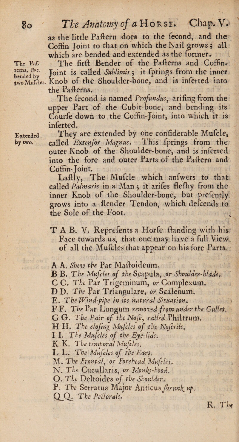 as the little Pattern does to the fecond, and the Coffin Joint to that on which the Nail grows 5 all which are bended and extended as the former. The Paf- The firft Bender of the Patterns and Coffin- bTndeab*’ J°^nt ca^e<^ Sublimis 5 it fprings from the inner twoMufcies. Knob of the Shoulder-bone, and is inferted into the Patterns. The fecond is named Profundus, arifing from the upper Part of the Cubit-bone, and bending its Courfe down to the Coffin-Joint, into which it is inferted. Extended They are extended by one confiderable Mufcle, by two. called Extenfor 'Magnus. This fprings from the outer Knob of the Shoulder-bone, and is inferted into the fore and outer Parts of the Pattern and Coffin-Joint. Laftly, The Mufcle which anfwers to that called Palmaris in a Man 5 it arifes flefhy from the inner Knob of the Shoulder-bone, but prefently grows into a flender Tendon, which defcends to the Sole of the Foot. TAB. V. Reprefents a Horfe ttanding with his Face towards us, that one may have a full View of all the Mufcies that appear on his fore Parts. A A. Shew the Par Mattoideum. B B. The Mufcies of the Spapula, or Shoulder-bladef C C. The Par Trigeminum, or Complexum. D D. The Par Triangulate, or Scalenum. E. The Wind-pipe in its natural Situation. F F. The Par Longum removed from under the Gullet. G G. The Pair of the Nofe, called Philtrum. H H. The clofng Mufcies of the Nojtrih. I I. The Mufcies of the Eye-lids, K K. The temporal Mufcies. L L. The Mufcies of the Ears. M. The Frontal, or Forehead Mufcies. N. The Cucullaris, or Monkhood. O. The Deltoides of the Shoulder. P. The Serratus Major Anticus firmly up. QSl The Pettorals. R. Tfcf