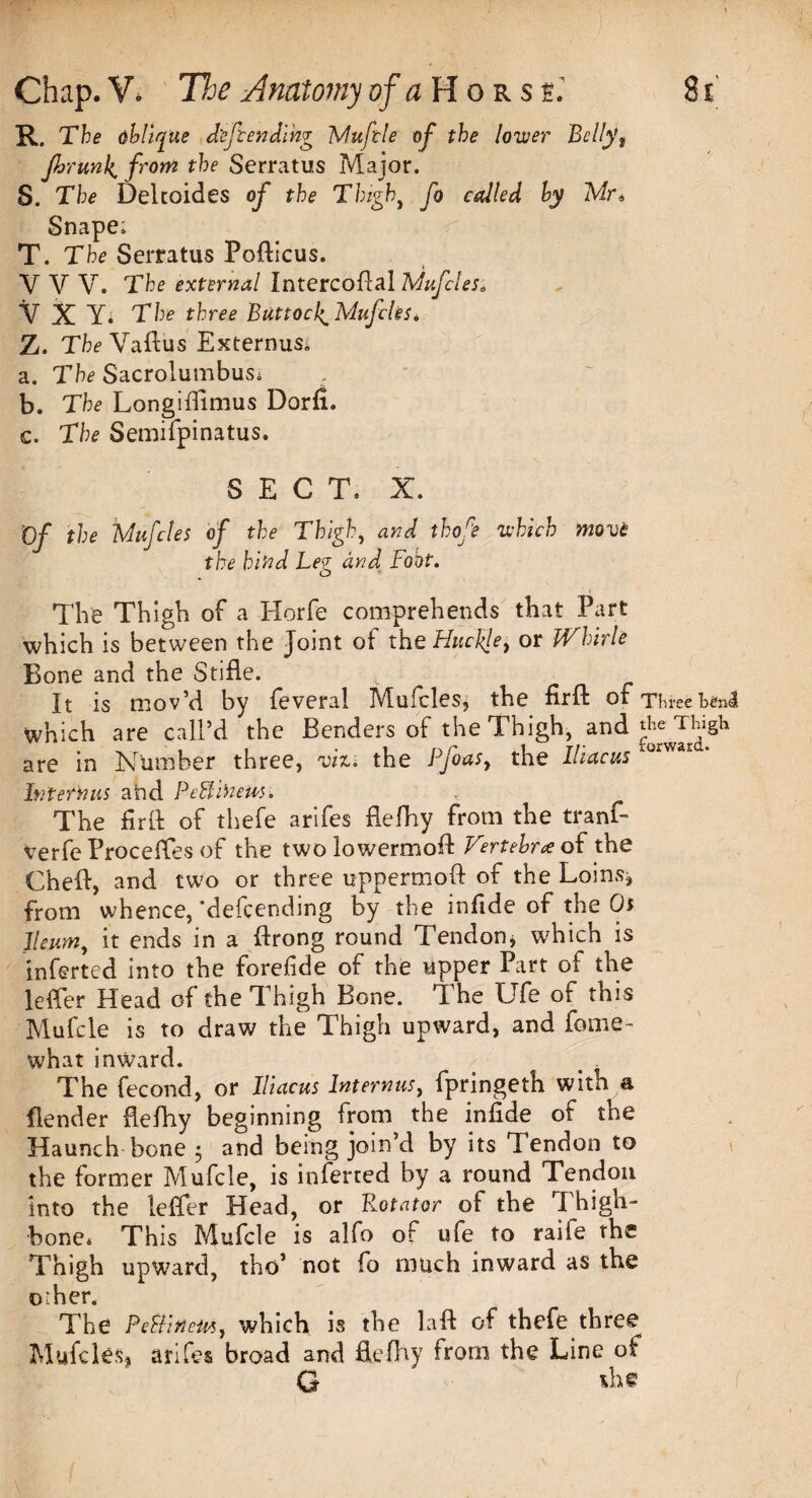 R. The oblique defending Mufcle of the lower Bellyf Jhr'unk, from the Serratus Major. S. The Deltoides of the Thigh, fo called by Mr6 Snape; T. The Serratus Pofticus. V V V. The external Intercoftal Mufcle si V X Yi The three Buttocl^Mufiles. Z. The Vaftus Externus^ a. The Sacrolumbus* b. The Longifftmus Dorfi. c. The Semifpinatus. SECT. X. Of the Mufcle s of the Thigh, and thofe which move the hind Leg and Foot. The Thigh of a Horfe comprehends that Part which is between the Joint of the Huchle^ or Whirle Bone and the Stifle. It is mov’d by feveral Mufcles, the firft ot Three l>£n<3 which are call’d the Benders of the Thigh, and are in Number three, viz. the Pfoasy the Iliacust0rvvar Intern us aind Peffineus. The fir ft of thefe arifes flefhy from the tranf- verfe Proceffes of the twolowermoft Vertebra of the Chefl, and two or three uppermoft of the Loinsj from whence,'defending by the infide of the Ot Ileum, it ends in a ftrong round Tendon * which is inferted into the forefide of the upper Part of the leffer Head of the Thigh Bone. The Ufe of this Mufcle is to draw the Thigh upward, and feme- what inward. The fecond, or Iliacus lnternusy fpringeth with a flender flefhy beginning from the infide of the Haunch bone $ and being join’d by its Tendon to the former Mufcle, is inferted by a round Tendon into the leffer Head, or Rotator of the Thigh¬ bone* This Mufcle is alfo of ufe to raife the Thigh upward, tho’ not fo much inward as the o;her. The PellirtetMy which is the la ft of thefe three Mufcles, arifes broad and flefhy from the Line of G ih* f