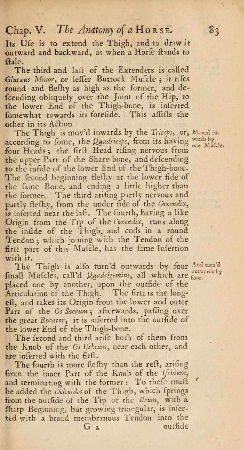 Its Ufe is to extend the Thigh, and to draw it outward and backward, as when a Horfe ftands to Hale. The third and laft of the Extenders is called Gluteus Minor, or lefifer Buttock Mufcle 5 it rifes round and flefhy as high as the former, and de¬ fending obliquely over the Joint of the Hip, to the lower End of the Thigh-bone, is inferted fomewhat towards its forefide. This aflifts the other in its Action The Thigh is mov’d inwards by the Triceps, or, Moved according to fome, the Quadriceps, from its having ^MufcL four Heads; the firH Head riling nervous from the upper Part of the Share-bone, and defending to the infide of the lower End of the Thigh-bone. The fecond beginning defy at the lower fide of the fame Bone, and ending a little higher than the former. The third arifing partly nervous and partly flefhy, from the under fide of the Coxendix, is inferted near the laft. The fourth, having a like Origin from the Tip of the Coxendix, runs along the infide of the Thigh, and ends in a round Tendon 5 which joining with the Tendon of the firft part of this Mufcle, has the fame Infertion with it. The Thigh is alfo turn’d outwards by four Ancl fmall Mufcles, call’d Quadrigemini, all which are £0uu^artS b] placed one by another, upon the outfide of the Articulation of the Thigh. The firft is the long- eft, and takes its Origin from the lower and outer Part of the Os Sacrum 5 afterwards, paffing over the great Rotator, it is inferted into the outfide of the lower End of the Thigh-bone, The fecond and third arife both of them from the Knob of the Os Ifchium, near each other, and are inferted with the firft. The fourth is more flefhy than the reft, arifing from the inner Part of the Knob of the Ifchium, and terminating with the former : To thefe rnuft / be added the Veltoides of the T high, which fprmgs from the outfide of the Tip of the Ileum, with a fliarp Beginning, but growing triangular, is infer¬ ted with a broad membranous Tendon into the G % outfide