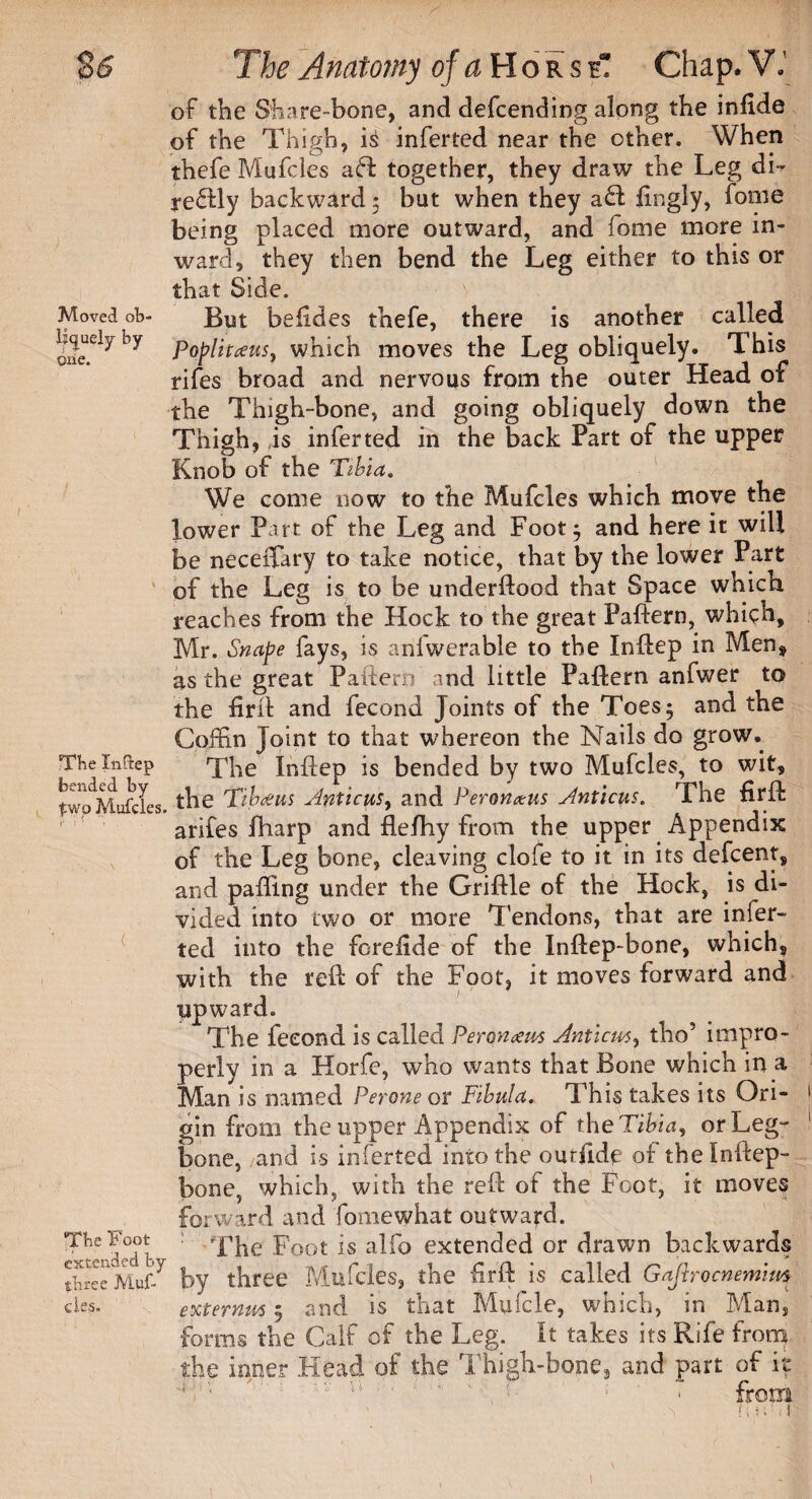 of the Share-bone, and defending along the infide of the Thigh, is inferred near the other. When thefe Mufcles aft together, they draw the Leg di- reftly backward 5 but when they aft fingly, fonie being placed more outward, and fome more in¬ ward, they then bend the Leg either to this or that Side. Moved ob- But befides thefe, there is another called igueiyby poplitceuSy which moves the Leg obliquely. This rifes broad and nervous from the outer Head of the Thigh-bone, and going obliquely down the Thigh, is infer ted in the back Part of the upper Knob of the Tibia. We come now to the Mufcles which move the lower Part of the Leg and Foot; and here it will be neceffary to take notice, that by the lower Part of the Leg is to be underftood that Space which reaches from the Hock to the great Pattern, whigh, Mr. Snape fays, is anfwerable to the Inttep in Men* as the great Pattern and little Pattern anfwer to the firft and fecond Joints of the Toes; and the Coffin Joint to that whereon the Nails do grow. TheXnftep The Inttep is bended by two Mufcles, to wit, tw^Mufcics. tbe Tib £ us Amicus, and Peronxus Anticus. The firft arifes fharp and flefhy from the upper Appendix of the Leg bone, cleaving clofe to it in its defcent, and patting under the Griftle of the Hock, is di¬ vided into two or more Tendons, that are infer¬ red into the forettde of the Inftep-bone, which, with the reft of the Foot, it moves forward and upward. The fecond is called Peronaem Anticm, tho5 impro¬ perly in a Horfe, who wants that Bone which in a Man is named Perone or Fibula. This takes its Ori- The Foot extended by- three Muf¬ cles. gin from the upper Appendix of the Tibia, or Leg- bone, and is inferted into the oufftde of the Inftep- bone, which, with the reft of the Foot, it moves forward and fomewhat outward. The Foot is alfo extended or drawn backwards by three Mufcles, the firft is called Gajlrocnemim external; and is that Mufcle, which, in Man, forms the Calf of the Leg. It takes its Rife from the inner Head of the Thigb-bone, and part of it