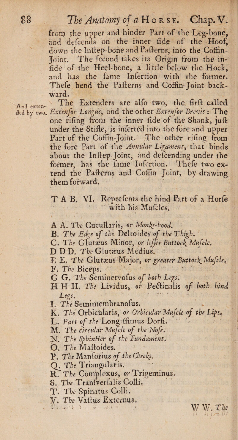 from the upper and hinder Part of the Leg-bone, and defcends on the inner fide of the Hoof, down the Inftep-bone and Pafterns, into the Coffin- Joint. The fecond takes its Origin from the in- fide of the Heel-bone, a little below the Hock, and has the fame Infertion with the former. Thefe bend the Patterns and Coffin-Joint back¬ ward. ' The Extenders are alfo two, the firft called . Extenfor Long^us, and the other Extenfor Brevis: The one rifing from the inner fide of the Shank, juft under the Stifle, is inferted into the fore and upper Part of the Coffin-Joint/ The other rifing from the fore Part of the Annular Ligament, that binds about the Inftep-Joint, and defcending under the former, has the fame Xnfertion. Thefe two ex¬ tend the Patterns and Coffin Joint, by drawing them forward. TAB. VI. Reprefents the hind Part of a Horfe with his Mufcles. i 1 f ' . • : • ' . A A. The Cucullaris, or Monks-hood. B. The Edge of the Deltoides of the Thigh. C. The Glutaeus Minor, or leffer Buttock Mufcle. D D D. The Gluteus Medius. E E. The Glutaeus Major, or greater Buttock Mufcle, F. The Biceps. G G. The Seminervofus of loth Legs. H H H. The Lividus, or Pe&inalis of both hind Legs. '  - • I, The Semimembranofus. K. The Orbicularis, or Orbicular Mufcle of the Lips, L. Part of the Long!ffimus Dorfi. ' M. The circular Mufcle of theNofe. INF. The SphinEer of the Fundament. O. The Mafloides. P. The Manforius of the Cheeks. Q. The Triangularis. R. The Coinplexus, or Trigeminus. S. The Tranfverfalis Colli. T. The Spinatus Colli. V. The Vaftus Externus* c s'- V . ii * ■ w W, The