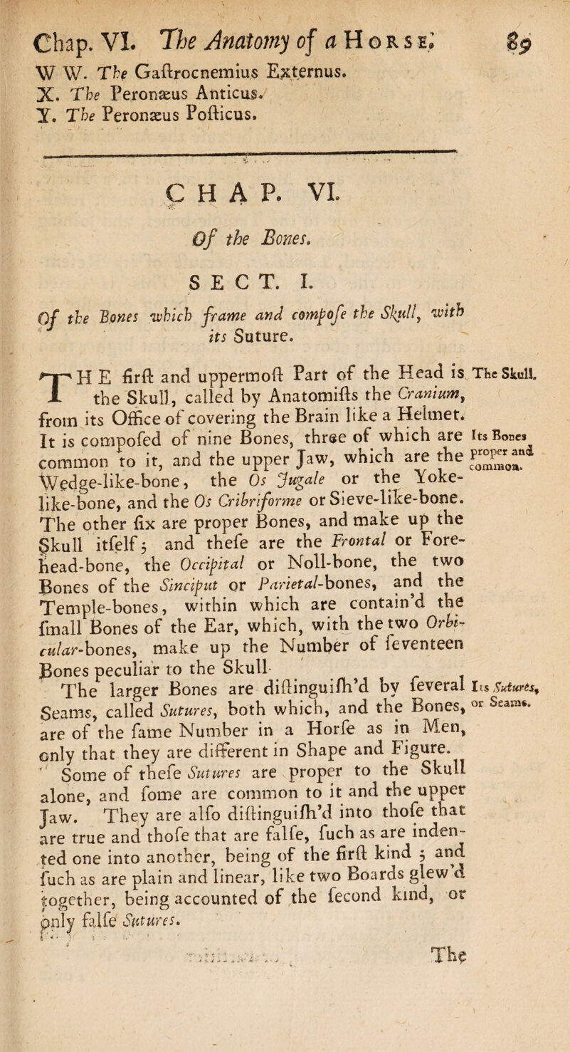 W W. The Gaftrocnemius Externus. X. The Peronaeus Anticus. y. The Peronasus Pofticus. CHAP. VI. Of the Bones. SECT. I. Of the Bones 'which frame and compofe the Sktd!, with its Suture. TH E firft and uppermost Part of the Head is The Skull the Skull, called by Anatomifts the Cranium, from its Office of covering the Brain like a Helmet. It is com no fed of nine Bones, three of which are its iWs common to it, and the upper Jaw, which are the Wedge-like-bone, the Os Jugale or the Yoke- like-bone, and the Os Cribriforme or Sieve-like-bone. The other fix are proper Bones, and make up the Skull itfelf 5 and thefe are the Frontal or Fore¬ head-bone, the Occipital or Noil-bone, the two Bones of the Sinciput or Parietal-bones, and the Temple-bones, within which are contain d the fmall Bones of the Ear, which, with the two Orbi¬ cular-bones, make up the Number of feventeen Bones peculiar to the Skull-. The larger Bones are diftinguifh’d bv feveral its Sutures* Seams, called Sutures, both which, and the Bones, « Sc*n* are of the fame Number in a Horfe as in Men, only that they are different in Shape and Figure.  Some of thefe Sutures are proper to the Skull alone, and fome are common to it and the upper Jaw. They are alfo diftingui fil’d into thofe that are true and thofe that are falfe, fuch as are inden¬ ted one into another, being of the firft kind $ and fuch as are plain and linear, like two Boards glew d together, being accounted of the fecond kind, or pnly falfe Sutures. f Th$