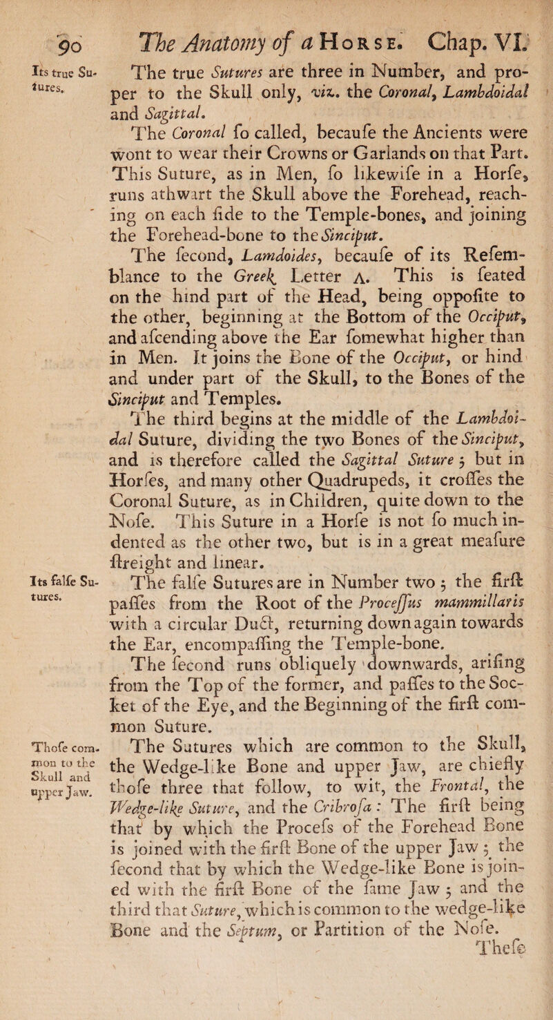 r-~ 90 Its true Su¬ tures. Its falfe Su¬ tures. Thofe com¬ mon to the Skull and upper Jaw- The Anatomy of a Horse. Chap. VI, The true Sutures are three in Number, and pro¬ per to the Skull only, viz. the Coronal, Lambdoidal and Sagittal, The Coronal fo called, becaufe the Ancients were wont to wear their Crowns or Garlands on that Part. This Suture, as in Men, fo likewife in a Horfe, runs athwart the Skull above the Forehead, reach¬ ing on each fide to the Temple-bones, and joining the Forehead-bone to the Sinciput. The fecond, Lamdoides, becaufe of its Refem- blance to the Greeks Letter A. This is feated on the hind part of the Head, being oppofite to the other, beginning at the Bottom of the Occiput9 and afcending above the Ear fomewhat higher than in Men. It joins the Bone of the Occiput, or hind and under part of the Skull, to the Bones of the Sinciput and Temples. The third begins at the middle of the Lambdoi¬ dal Suture, dividing the two Bones of the Sinciput^ and is therefore called the Sagittal Suture 5 but in Horfes, and many other Quadrupeds, it crofifes the Coronal Suture, as in Children, quite down to the Nofe. This Suture in a Horfe is not fo much in¬ dented as the other two, but is in a great meafure freight and linear. The falfe Sutures are in Number two $ the firft pa fifes from the Root of the Procejjus mammillaris with a circular Du£l, returning down again towards the Ear, encompafling the Temple-bone. The fecond runs obliquely downwards, arifing from the Top of the former, and pafifes to the Soc¬ ket of the Eye, and the Beginning of the firft com¬ mon Suture. The Sutures which are common to the Skull, the Wedge-I ke Bone and upper Jaw, are chiefly thofe three that follow, to wit, the Frontal, the Wedge-like Suture, and the Cribrofa : The fir ft being that' by which the Procefs of the Forehead Bone is joined with the firft Bone of the upper Jaw ^ the fecond that by which the Wedge-like Bone is join¬ ed with the firft Bone of the fame Jaw 5 and the third that Suture, which is common to the wedge-like Bone and the Septum, or Partition of the Nofe. Thefe