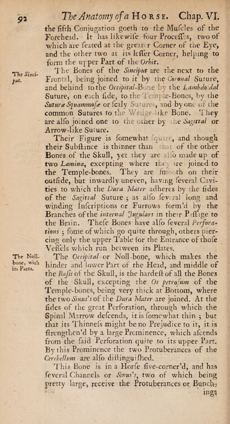 9* The Sinci- fat. The NolL bone, with its Parts. The Anatomy of a Horse. Chap. VI. the fifth Conjugation goeth to the Mufcles of the Forehead, It has likewife four Procefles? two of which are feated at the great, r Corner of the Eye, and the other two at its leffer Corner, helping to form the upper Part of the Orbit. The Bones of the Sinciput are the next to the Frontal, being joined to it by the Coronal Suture, and behind to the Occipital-Bone by the Lambdoidai Suture, on each fide, to the Temple-Bones, by the Suturce Stfu ammo fee or fcaly Sutures, and by one of the common Sutures to the Wedge-like Bone, '[ hey are alfo joined one to the other by :he Sagittal or Arrow-like Suture. Their Figure is fomewhat fq uv , and though their Subffance is thinner than of the other Bones of the Skull, yet they are alio made up of two Lamina, excepting where the ire joined to the Temple-bones. They are fm ,tb on their outfide, but inwardly uneven, having feveral Cavi¬ ties to which the Dura Mater adheres by the fides of the Sagittal Suture 5 as alfo fev rai long and winding Infcriptions or Furrows form’d by the Branches of the internal Jugulars in their Piffige to the Brain. Thefe Bones have alfo feveral Perfora¬ tions • fome of which go quite through, others pier¬ cing only the upper Table lor the Entrance of thofe Veffels which run between its Plates. The Occipital or Noil-bone, which makes the hinder and lower Part of the Head, and middle of the BaJis of the Skull, is the hardeft of all the Bones of the Skull, excepting the Os petrofum of the Temple-bones, being very thick at Bottom, where the two Sinus's of the Dura Mater are joined. At the fides of the great Perforation, through which the Spinal Marrow defeends, it is fomewhat thin ; but that its Thinnefs might be no Prejudice to it, it is ffrengthen’d by a large Prominence, which afeends from the faid Perforation quite to its upper Part. By this Prominence the two Protuberances of the Cerebellum are alfo dilfinguifhed. This Bone is in a Horfe five-corner’d, and has feveral Channels or Sinus's, two of which being pretty large, receive the Protuberances or. Bunch-? /