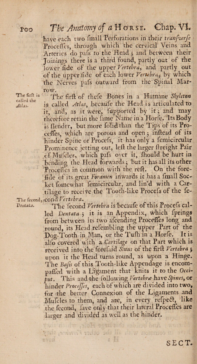 have each two fmall Perforations in their tranfverfe • Procelfes, through which the cervical Veins and Arteries do pals to the Head 5 and between their Joinings there is a third found, partly out of the lower fide of the upper Vertebra, and partly out of the upper lide of each lower Vertebraj by which the Nerves pafs outward from the Spinal Mar¬ row. The fir ft is The frft of thefe Bones in a Humane Skeleton Atlas.the is called Atlasy becaufe the Head is articulated to it, and, as it were, flip ported by it 5 and may therefore retain the fame Name in a Horfe. Its Body is Pender, but more folid than the Tips of its Pro- ceffes, which are porous and open • inftead of its hinder Spine or Procefs, it has only a femicircular Prominence jetting out, left the larger flreight Pair of Mufcles, which pafs oyer it, fhould be hurt in bending the Head forwar4s 5 but it has all its other Precedes in common with the reft. On the fore- ftde of its great Foramen iriwards it has a fmall Soc¬ ket fomewhat femicircular, and lin’d with a Car¬ tilage to receive the Tootli-like Procefs of the fe- The fecond, ?cond Vertebra, Venial a. The fecond Vertebra is becaufe of this Procefs cal¬ led Dentata $ it is an Appendix, which fprings from between its two afeending Proceffes long and round, its Head refembling the upper Part of the Dog-Tooth in Man, or the Tufh in a Horfe. It is alfo covered with a Cartilage on that Part which is received into the forefaid Sinus of the firft Vertebra 5 upon it the Head turns round, as upon a Hinge. The Bajis of this Tooth-like Appendage is encom- paffed wdth a Ligament that knits it to the Occi¬ put. This and the following Vertebra have Spines, or hinder Proceffes, each of which are divided into two, for the better Connexion of the Ligaments and Mufcles to them, and are, in every refpeft, like the fecond, lave only that their lateral Proceffes are larger and divided as well as the hinder. SECT*