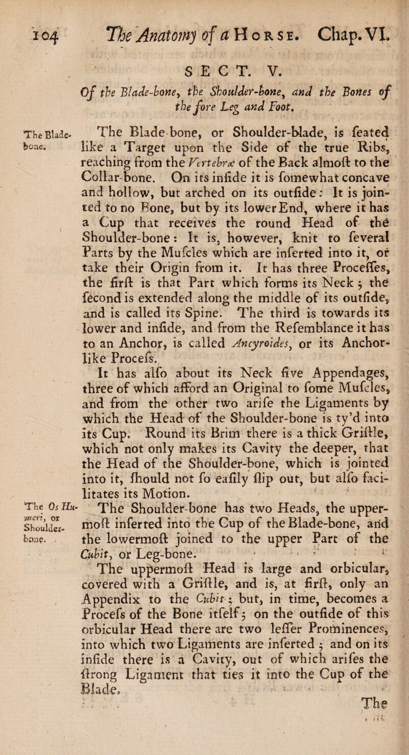 Tlie Bladc- 'b one. The Os m- inert, or Shoulder- bone. The Anatomy of aHorsh. Chap. VI. SECT. V. Of the Blade-bone, the Shoulder-bone, and the Bones of the fore Leg and Foot. The Blade bone, or Shoulder-blade, is feated like a Target upon the Side of the true Ribs, reaching from the Fertebrec of the Back almoft to the Collar-bone. On its iniide it is fomewhat concave and hollow, but arched on its outfide: It is join¬ ted to no Bone, but by its lower End, where it has a Cup that receives the round Head of the Shoulder-bone: It is, however, knit to feveral Parts by the Mufcles which are inferted into it, or take their Origin from it. It has three Proceffes, the firft is that Part which forms its Neck , the fecondis extended along the middle of its outfide, and is called its Spine. The third is towards its lower and iniide, and from the Refemblance it has to an Anchor, is called Ancyroides, or its Anchor¬ like Procefs. It has alfo about its Neck five Appendages, three of which afford an Original to fome Mufcles, and from the other two arife the Ligaments by which the Head of the Shoulder-bone is ty’d into its Cup. Round its Brim there is a thick Griftle, which not only makes its Cavity the deeper, that the Head of the Shoulder-bone, which is jointed into it, fhould not fo eafily flip out, but alfo faci¬ litates its Motion. The Shoulder bone has two Heads, the upper- moft inferted into the Cup of the Blade-bone, arid the lowermoft joined to the upper Part of the Cubit, or Leg-bone. * « • *' The uppermoft Head is large and orbicular, covered with a Griflle, and is, at firfl, only an Appendix to the Cubit $ but, in time, becomes a Procefs of the Bone itfelf 5 on the outfide of this orbicular Head there are two lefifer Prominences, into which two Ligaments are inferted $ and on its infide there is a Cavity, out of which arifes the firong Ligament that ties it into the Cup of the Blade. '• < ! 5 : ;• t;i : . . The