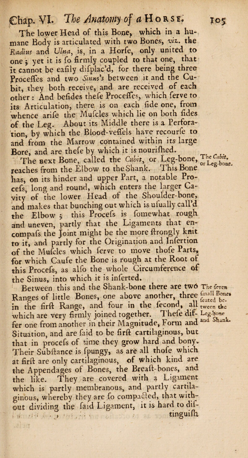 The lower Head of this Bone, which in a hu¬ mane Body is articulated with two Bones, viz. the Radius and Ulna, is, in a Horfe, only united to one j yet it is fo firmly coupled to that one, that it cannot be eafily difplac’d, for there being three proceffes and two Sinus's between it and the Cu- bit, they both receive, and are received of each other : And befides thefe Proceffes, which ferve to its Articulation, there is on each fide one, from whence arife the Mufcles which lie on both fides of the Leg. About its Middle there is a Perfora¬ tion, by which the Blood-veffels have recourfe to and from the Marrow contained within its large Bore, and are thefe by which it isnourifhed. The next Bone, called the Cubit, or Leg-bone, f reaches from the Elbow to the Snank. This Bone has, on its hinder and upper Part, a notable Pro¬ cess, long and round, which enters the larger Ca¬ vity of the lower Head of the Shoulder-bone, and makes that bunching out which is ufually call’d the Elbow 5 this Procefs is fomewhat rough and uneven, partly that the Ligaments that en- compafs the Joint might be the more ftrongly knit to it, and partly for the Origination and Infertion of the Mufcles which ferve to move thofe Parts, for which Caufe the Bone is rough at the Root of this Procefs, as alfo the whole Circumference of the Sinus, into which it is inferted. Between this and the Shank-bone there are tw6 The feven Ranges of little Bones, one above another, three in the firft Range, and four in the fecond, all tween tUe which are very firmly joined together. Thefe dif- Leg*£ne fer one from another in their Magnitude, Form and and ^aa3u Situation, and are faid to be firft cartilaginous, but that in procefs of time they grow hard and bony* Their Subfiance is fpungy, as are all thofe which at firft are only cartilaginous, of which kind are the Appendages of Bones, the Breafi-bones, artd the like. They are covered with a Ligament which is partly membranous, and partly cartila¬ ginous, whereby they are fo compared, that with¬ out dividing the faid Ligament, it is hard to dif-