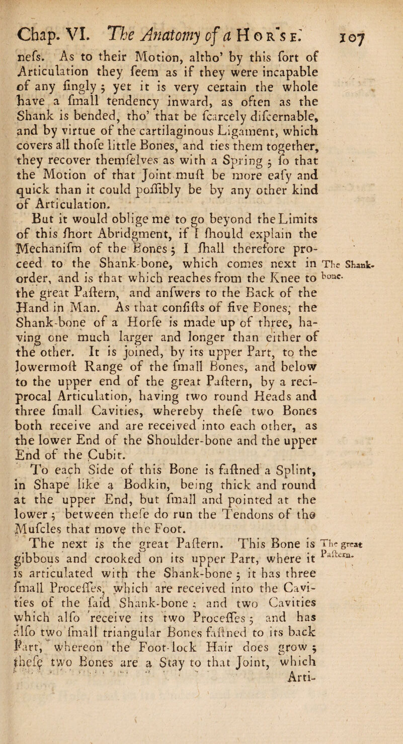 refs. As to their Motion, altho’ by this fort of Articulation they feem as if they were incapable of any fingly ; yet it is very certain the whole have a fmall tendency inward, as often as the Shank is bended, tho’ that be fcarcely difcernable, and by virtue of the cartilaginous Ligament, which covers all thofe little Bones, and ties them together, they recover themfelves as with a Spring ; fo that the Motion of that Joint .muft be more eafy and quick than it could poihbly be by any other kind of Articulation. But it would oblige me to go beyond the Limits of th is fhort Abridgment, if I fhould explain the Mechanifm of the Bones ; I fhall therefore pro¬ ceed to the Shank-bone, which comes next in The Shank- order, and is that which reaches from the Knee to the great Pattern, and anfwers to the Back of the Hand in Man. As that conlifts of five Bones, the Shank-bone of a Horfe is made up of three, ha¬ ving one much larger and longer than either of the other. It is joined, by its upper Part, to the Jowermoft Range of the fmall Bones, and below to the upper end of the great Pattern, by a reci¬ procal Articulation, having two round Heads and three fmall Cavities, whereby thefe two Bones both receive and are received into each other, as the lower End of the Shoulder-bone and the upper End of the Cubit. To each Side of this Bone is fuftned a Splint, in Shape like a Bodkin, being thick and round at the upper End, but fmall and pointed at the lower 5 between thefe do run the Tendons of the Mufcles that move the Foot. The next is the great Pattern. This Bone is The great gibbous and crooked on its upper Part, where it is articulated with the Shank-bone 5 it has three fmall Procettes, which are received into the Cavi¬ ties of the laid Shank-bone ; and two Cavities which alfo receive its two Procettes 5 and has r.lfo two fmall triangular Bones fattned to its back Part, whereon the Foot-lock Hair does grow; ihefy two Bones are a Stay to that Joint, which Arti-