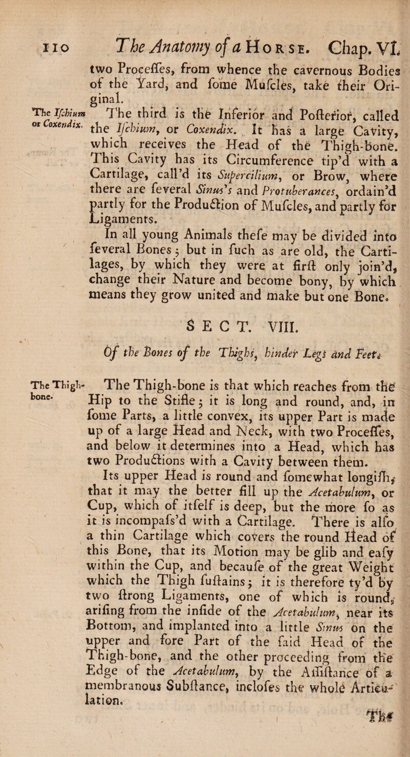 The Ifchium or Coxendix. two Proeefles, from whence the cavernous Bodies of the Yard, and fome Mufcles, take their Ori¬ ginal. The third is the Inferior and Pofterior, called the Ifchium, or Coxendix. It has a large Cavity, which receives the Head of the Thigh-bone. This Cavity has its Circumference tip’d with a Cartilage, call’d its Supercilium, or Brow, where there are feveral Sinus's and Protuberances, ordain’d partly for the Produdion of Mufcles, and partly for Ligaments. In all young Animals thefe may be divided into feveral Bones 5 but in fuch as are old, the Carti¬ lages, by which they were at firft only join’d, change their Nature and become bony, by which means they grow united and make but one Bone* SECT. VIII. Of the Pones of the Thighs, hinder Legs and Feet* The Thiglv The Thigh-bone is that which reaches from the bone* Hip to the Stifle ; it is long and round, and, in fome Parts, a little convex, its upper Part is made up of a large Head and Neck, with two Proeefles, and below it determines into a Head, which has two Productions with a Cavity between them. Its upper Head is round and fomewhat longifhj that it may the better fill up the Acetabulum, or Cup, which of itfelf is deep, but the more fo as it is incompafs’d with a Cartilage. There is alio a thin Cartilage which covers the round Head of this Bone, that its Motion may be glib and eafy within the Cup, and becaufe of the great Weight which the Thigh fuftainsj it is therefore ty’d By two ftrong Ligaments, one of which is round* arifing from the infide of the Acetabulum, near its Bottom, and implanted into a little Smm on the upper and fore Part of the faid Head of the Thigh-bone, and the other proceeding from the Edge of the Acetabulum, by the Aififtance of a membranous Subflance, indofes the whole Articu¬ lation.