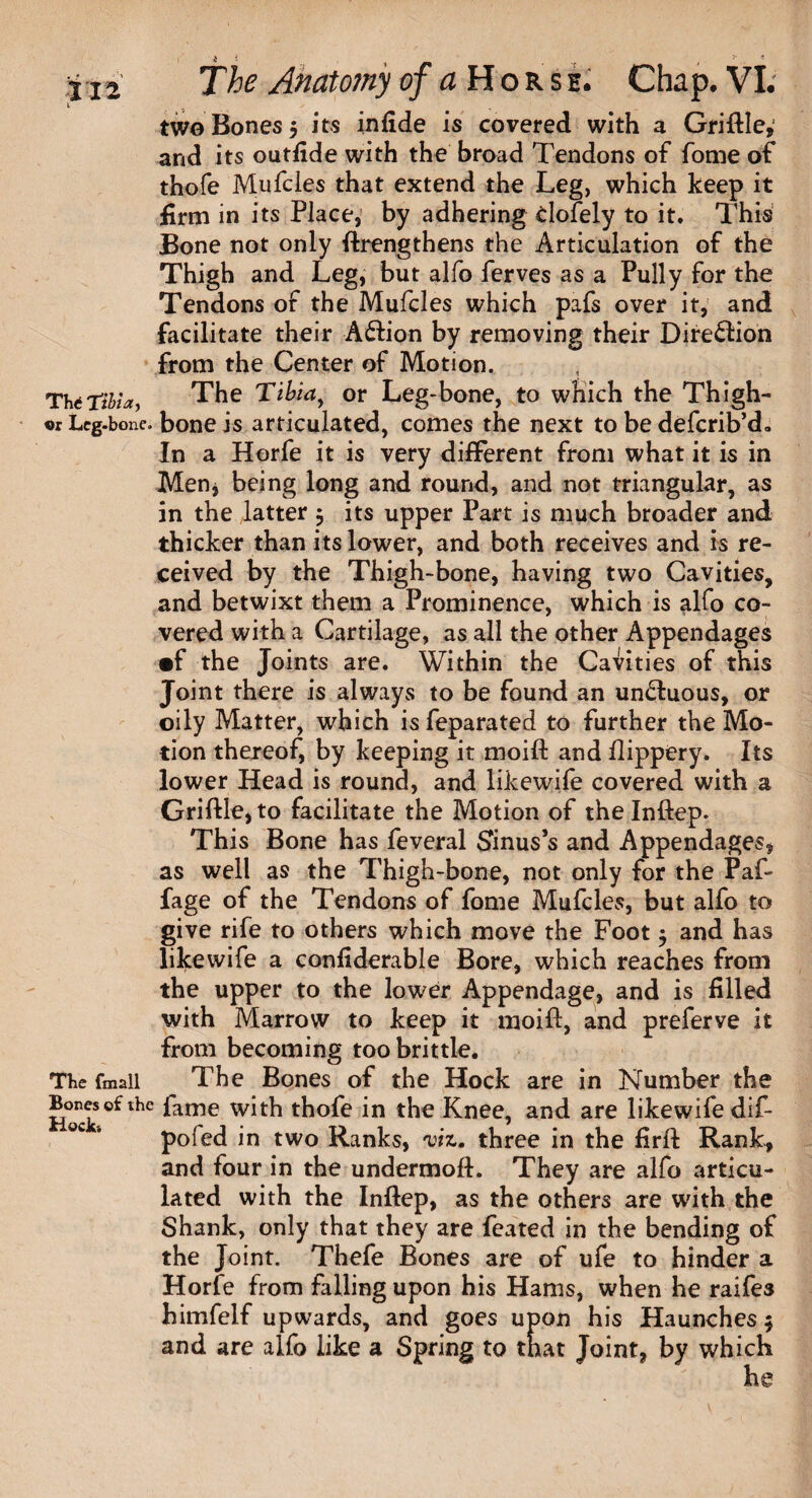' i • }' i two Bones 5 its infide is covered with a Griftle,1 and its outfide with the broad Tendons of fome of thofe Mufcles that extend the Leg, which keep it firm in its Place, by adhering clofely to it. This Bone not only {Lengthens the Articulation of the Thigh and Leg, but alfo ferves as a Pully for the Tendons of the Mufcles which pafs over it, and facilitate their A&ion by removing their Direction from the Center of Motion. The Tibia, The Tibia, or Leg-bone, to which the Thigh- ®r Leg-bone. bone is articulated, comes the next to be defcrib’d. In a Horfe it is very different from what it is in Men, being long and round, and not triangular, as in the latter 5 its upper Part is much broader and thicker than its lower, and both receives and is re¬ ceived by the Thigh-bone, having two Cavities, and betwixt them a Prominence, which is alfo co¬ vered with a Cartilage, as all the other Appendages •f the Joints are. Within the Cavities of this Joint there is always to be found an un&uous, or oily Matter, which is feparated to further the Mo¬ tion thereof, by keeping it moift and flippery. Its lower Head is round, and likewife covered with a Griftle, to facilitate the Motion of the Inftep. This Bone has feveral Sinus’s and Appendages, as well as the Thigh-bone, not only for the Paf- fage of the Tendons of fome Mufcles, but alfo to give rife to others which move the Foot $ and has likewife a confiderable Bore, which reaches from the upper to the lower Appendage, and is filled with Marrow to keep it moift, and preferve it from becoming too brittle. The (mall The Bones of the Hock are in Number the Hock thC ^arne thofe in the Knee, and are likewife dif- pofed in two Ranks, viz. three in the firft Rank, and four in the undermoft. They are alfo articu¬ lated with the Inftep, as the others are with the Shank, only that they are feated in the bending of the Joint. Thefe Bones are of ufe to hinder a Horfe from falling upon his Hams, when he raifes himfelf upwards, and goes upon his Haunches 5 and are alfo like a Spring to that Joint, by which