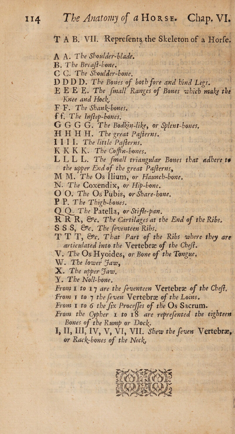 TAB. VII. Reprefents,the Skeleton of a Horfe. A A. The Shoulder-blade. B. The Breaft-bone. C C. The Shoulder-bone. D D D D. The Bones of both fore and hind Legs. E E E E. The fmall Ranges of Bones which make the Knee and Hock.. F F. The Shankybones. ff. The Inftep-bones. G G G G. The Bodkin-like, or Silent-bones. HHHH. The great Pafterns. I I I I. The little Pafterns. K K K K. The Coffin-bones. L L L L. The fmall triangular Bones that adhere t& the upper End of the great Pafterns y M M. The Os Ilium, or Haunch-bone. N. The Coxendix, or Hip-bone. O O. The Os Pubis, or Share-bone. P P. The Thigh-bones. QlQ_ Patella, or Stifle-pan. R R R, QPc. The Cartilages at the End of the Ribs. S S S, QPc. The feventeen Ribs. T T T, QPc. That Part of the Ribs where they are articulated into the Vertebrae of the Cheft. V. Tta Os Hyoides, or Bone of the Tongue. W. The lower jfawy X. The upper Jaw. Y. The Noil-bone. From i to 17 are the feventeen Vertebrae of the Cheft. From t to 7 the [even Vertebrae of the Loins. From 1 to 6 the fix Proceffes of the Os Sacrum. From the Cypher 1 to 18 are reprefented the eighteen Bones of the Rump or Docf. I, II, III, IV, V, VI, VII. Shew the feven Vertebrae, or Rack^bones of the Neck#