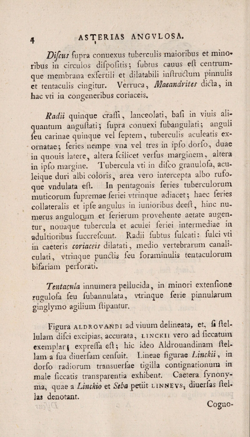 » Difcus fupra connexus tuberculis maioribus et mino nbus in circulos diipoAtis ; fubtus cauus efl centrum¬ que membrana exfertili et dilatabili inflrucium pinnulis et tentaculis cingitur. Verruca, JHaeandrites dicta, in hac vti in congeneribus coriaceis* Radii quinque era ili, lanceolati, baii in viuis ali¬ quantum anguAati; fupra conuexi fubangulati; anguli feu carinae quinque vel feptem, tuberculis aculeatis ex¬ ornatae; feries nempe vna vel tres in ipfo dorfo, duae in quouis latere, altera fcilicet verfus marginem, altera in ipfo margine. Tubercula vti in difco granulofa, acu¬ leique duri albi coloris, area vero intercepta albo rufo- que vndulata elf. In pentagonis feries tuberculorum muticorum fupremae feriei vtrinque adiacet; haec feries collateralis et ipfe angulus in iunioribus deeA, hmc nu¬ merus angulorum et ferierum provehente aetate augen¬ tur, nouaque tubercula et aculei ieriei intermediae in adultioribus fuccrefcunt. Radii fubtus fulcati: fulci vti in caeteris coriaceis dilatati, medio vertebrarum canali¬ culati, vtrinque pundis feu foraminulis tentaculorum bifariam perforati. Tsntacnla innumera pellucida, in minori extenfione rugulofa feu fubannulata, vtrinque ferie pinnularum ginglymo agilium Aipantur. Figura aldrovandi ad viuum delineata, et, fi ftel- lulam difci excipias, accurata, linckii vero ad ficcatum exemplar ( expreffa eA; hic ideo Aldrouandinam Ael¬ iam a fu a diuerfam cenfuit. Lineae figurae Linckii, in dorfo radiorum transuerfae tigilla contignationum in male Aceatis transparentia exhibent. Caetera fynony- ma, quae a Linckio et Seba petiit lin^evs, diuerfas Ael* ias denotant. Cogno-