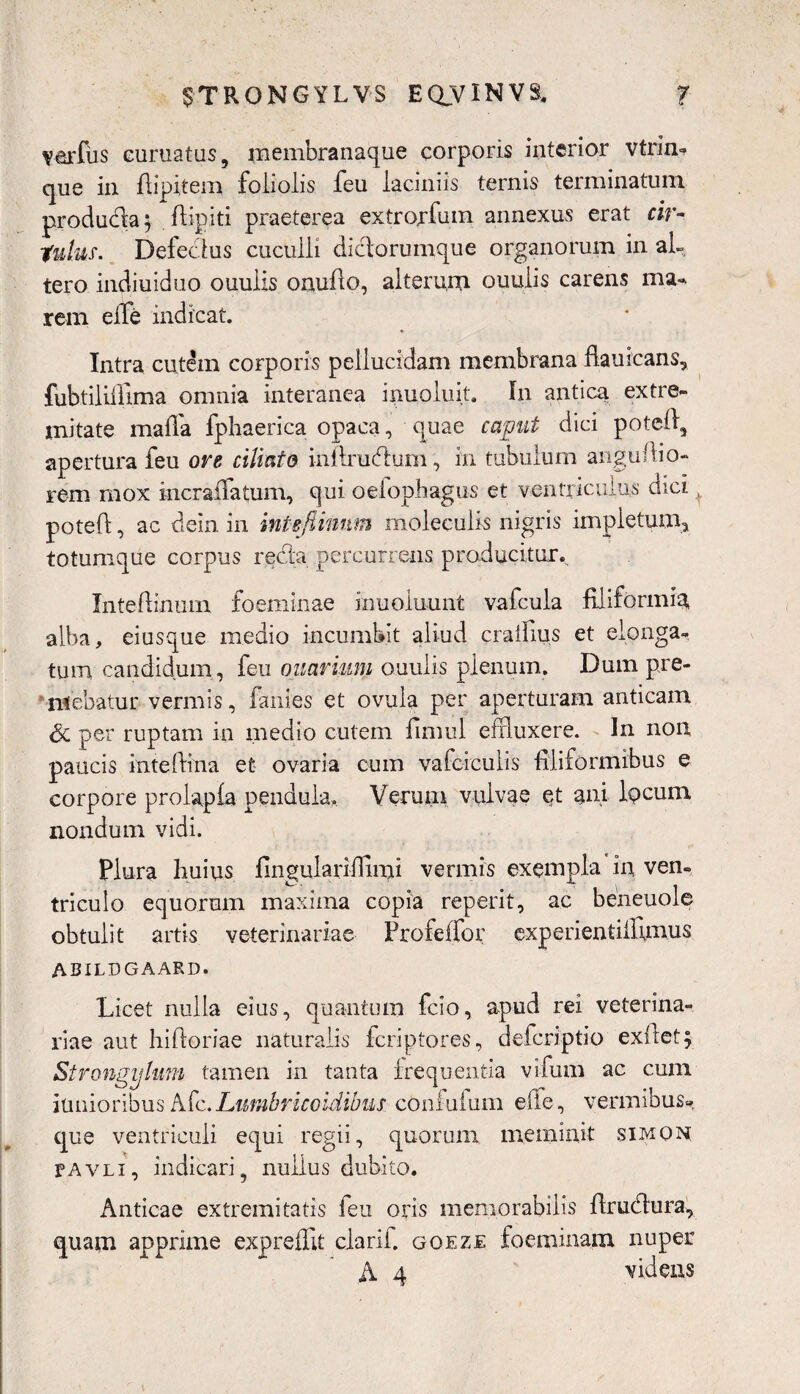 Varius curuatus, membranaque corporis interior vtrin- que in flipftem foliolis feu laciniis ternis terminatum producta 5 ftipiti praeterea extrorfum annexus erat cir- futus. Defectas cuculli didorumque organorum in al¬ tero indiuiduo ouulis onuflo, alterum ouulis carens ma¬ rem eiTe indicat. Intra cutem corporis pellucidam membrana flauicans, fubtiliffima omnia interanea ipuoluit. In antica extre¬ mitate maffa fphaerica opaca, quae caput dici potell, apertura feu ore ciliato inllrudum, in tubulum angullio- rem mox incraifatum, qui oefophagus et ventriculus dici, poteft, ac dein in intsfiinnm molcculis nigris impletum, totumque corpus recta percurrens producitur., Intefiinum foeminae inuoluunt vafcula filiformia alba, eiusque medio incumbit aliud craifius et elonga- tum candidum , feu ouarum ouulis plenum. Dum pre¬ mebatur vermis, fanies et ovula per aperturam anticam <5c per ruptam in medio cutem fimul effluxere. In non paucis intelMna et ovaria cum vafciculis filiformibus e corpore prokpfa pendula. Verum vulvae et ani locum nondum vidi. Plura huius fingulariifimi vermis exempla in. ven¬ triculo equorum maxima copia reperit, ac beneuole obtulit artis veterinariae Profdfor experientilfimus ABILDGAARD. Licet nulla eius, quantum fcio, apud rei veterina¬ riae aut hilloriae naturalis fcriptores, defcriptio exilet^ Strongylam tamen in tanta frequentia vitam ac cum iunioribusA[c.Lumbricoidibus cOnfufum effe, vermibus» que ventriculi equi regii, quorum meminit simon rAVLi, indicari, nullus dubito. Anticae extremitatis feu oris memorabilis firudura, quam apprime expreffit clarif. goeze focminam nuper A 4 videns