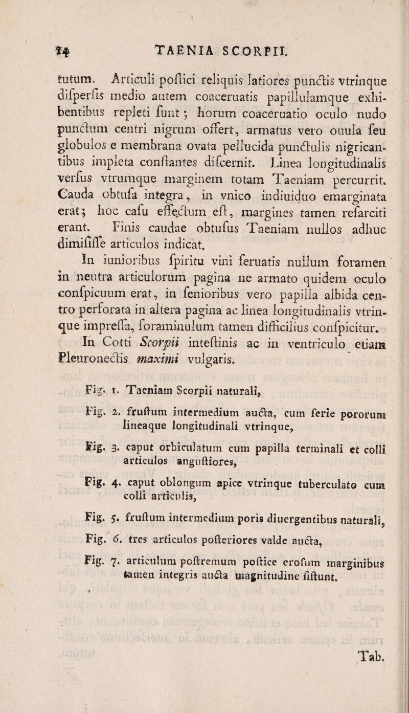 tutum. Articuli poflici reliquis latiores punctis vtrinque difperfis medio autem coaceruatis papillulamque exhi¬ bentibus repleti funt; horum coaceruatio oculo nudo punclum centri nigrum offert, armatus vero ouula feu globulos e membrana ovata pellucida pundulis nigrican¬ tibus impleta conflantes difcernit. Linea longitudinalis verfus vtrumque marginem totam Taeniam percurrit. Cauda obtufa integra, in vnico indiuiduo emarginata erat; hoc cafu effedum eft, margines tamen refarciti erant. Finis caudae obtufus Taeniam nullos adhuc dimififfe articulos indicat. In iuniorihus fpiritu vini feruatls nullum foramen in neutra articulorum pagina ne armato quidem oculo confpicuum erat, in fenioribus vero papilla albida cen¬ tro perforata in altera pagina ac linea longitudinalis vtrin- que impreffa, foraminulum tamen difficilius confpicitur. In Cotti Scorpii inteflinis ac in ventriculo etiam, Fleuroneclis maximi vulgaris. pigv i. Taeniam Scorpii naturali, Fig. 2. frudum intermedium au6la, cum ferie pororum lineaque longitudinali vtrinque, Fig* 3- caput orbiculatum cum papilla terminali et colli articulos anguftiores, Fig. 4. caput oblongum apice vtrinque tuberculato cum colli articulis, Fig. 5. frudum intermedium poris diuergentibus naturali5 Fig. 6. tres articulos poderiores valde au&a, Fig. 7. articulum podremum podice erofura marginibus 6amen integris au&a magnitudine fidunt.