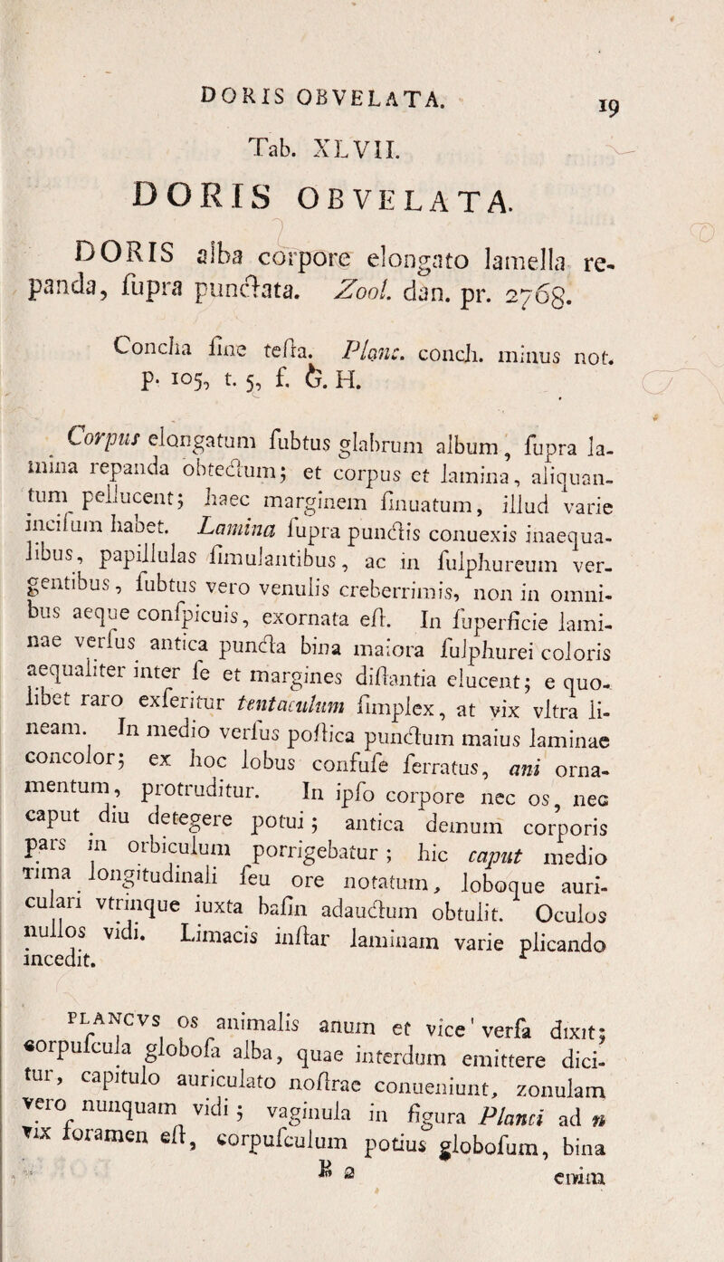 DORIS OBVELATA. rc, Tab. XLVII. DORIS OBVELATA. DORIS alba corpore elongato lamella re¬ panda, fiipra punclata. Zool. dan. pr. 276g. Concha fine tefra. Plane. concJi. minus not, p. 105, t. 5, f. fc. H. Corpus elongatum fubtus glabrum album, fupra la- mma repanda obtedum; et corpus et lamina, aliquam tum1 peliucentj haec marginem finuatum, illud varie incitam Laoet. Lamina fupra pundis conuexis inaequa- 1 us, papillulas fimulantibus, ac in fulphureum ver¬ gentibus, fubtus vero venulis creberrimis, non in omni¬ bus aeque confpicuis, exornata efl. In fuperficie lami¬ nae verius antica punda bina maiora fulphurei coloris aequaliter inter fe et margines diftantia elucent; e quo-, libet raro exferitur tent acutum fimplex, at vix vitra li¬ neam. In medio verius poftica p unctu m maius laminae concolor; ex hoc lobus confufe ferratus, ani orna¬ mentum^ protruditur. In iplo corpore nec os, nec caput . iu detegere potui; antica demum corporis pars m orbiculum porrigebatur ; hic caput medio urna longitudinali feu ore notatum, loboque auri- culan vtrmque iuxta bafin adaudum obtulit. Oculos nu os vi i. Limacis inllar laminam varie plicando incedit. A flancvs os animalis anum et vice'verfa dixit; «orpulcula globofa alba, quae interdum emittere dici¬ tur, capitulo auriculato noflrae conueniunt, zonulam vero nunquam vidi; vaginula in figura Planci ad n vix foramen eft, corpufculum potius globofum, bina ^ 2 enim