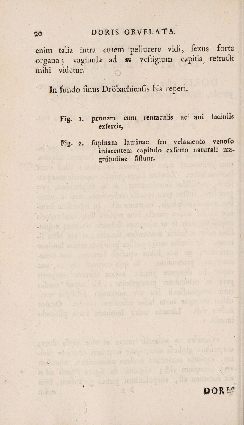ao enim talia intra cutem pellucere vidi, fexus forte organa 5 vaginula ad m veftigium capitis retradi mihi videtur. Jn fundo finus Drobachienfis bis reperi. Flg. 1. pronam cum tentaculis ac' ani laciniis cxfertis, Fig. 2. fupinam laminae feu velamento venofo iniacentem capitulo exferto naturali ma¬ gnitudine liftunt. dort g