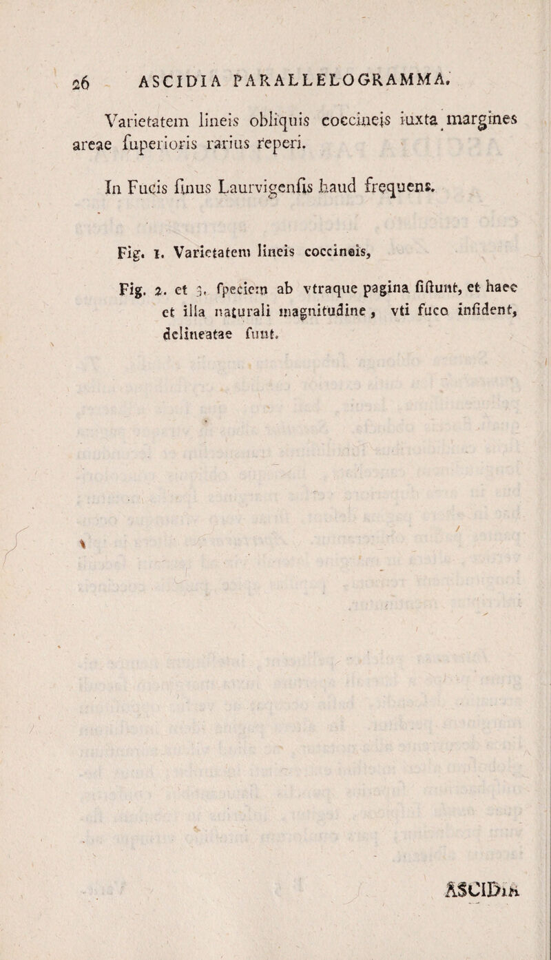 Varietatem lineis obliquis coccineis iuxta margines areae fuperioris rarius feperi. In Fucis finus Laurvigenfis haud frequens. Fig. i. Varietatem lineis coccineis, Fig. et 3, fpeciem ab vtraque pagina fiftunt, et haee et ilia naturali magnitudine , vti fuco infident, dclineatae frnit. ASCIDiik