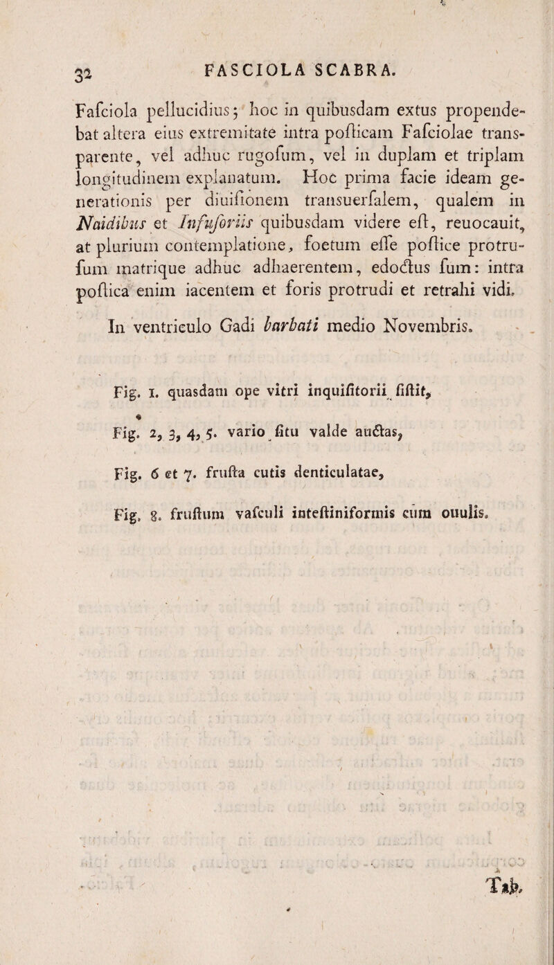 32 FASCIOLA SCABRA. Fafciola pellucidius; hoc in quibusdam extus propende¬ bat altera eius extremitate intra poflicam Fafciolae trans- parente, vei adhuc rugofum, vel in duplam et triplam longitudinem explanatum. Hoc prima facie ideam ge¬ nerationis per diuifionem transuerfalem, qualem in Naidibus et Infuforiis quibusdam videre efl, reuocauit, at plurium contemplatione, foetum efle poflice protru- fum matrique adhuc adhaerentem, edodtus fum: intra poflica enim iacentem et foris protrudi et retrahi vidi. In ventriculo Gadi barbati medio Novembris, Fig. I. quasdam ope vitri inquifitorii fiftit, « Fig. 2, 3, 4, 5. vario fitu valde au<5tas? Fig. 6 et 7. frufta cutis denticulatae, Fig. 8. fruftum vafculi inteftiniformis cum ouulis. i