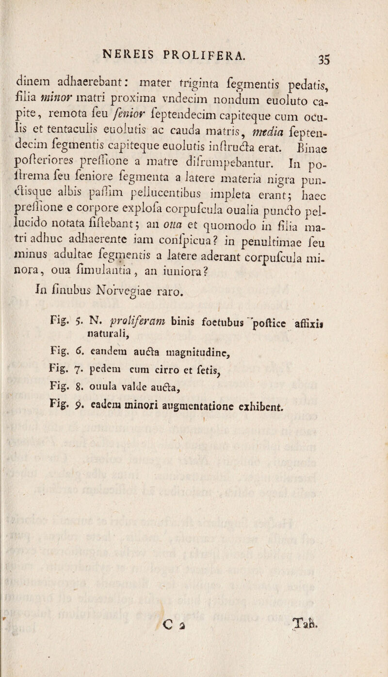 clinem adhaerebant: mater triginta Tegmentis pedatis, filia minor matri proxima vndecim nondum euoluto ca¬ pite, remota ieu fmior Teptendecim capiteque cum ocu¬ lis et temacuiis euolutis ac cauda matris, fYttdici Tepten- decim Tegmentis capiteque euolutis inflruda erat. Binae pofieriores preiTione a matre diTrumpebantur. I11 po¬ lii emafeu Temoi e Tegmenta a latere materia nigra pun- cTsque albis pailim pellucentibus impleta erant5 haec preiTione e corpore exploTa corpuTcula oualia pundo pel¬ lucido notata fidebant; an otia et quomodo in filia ma¬ tri adhuc adhaerente iam conipicua? in penultimae Teu minus adultae Tegmentis a latere aderant corpuTcula mi¬ nora, oua fimulantia, an iuniora? In finubus Norvegiae raro. . ( 1 Fig. 5. N. proliferam binis foetubus' poftice affixis naturali, Fig. 6. eandem auda magnitudine, Big* 7* pedem cum cirro et fetis, Fig. 8. ouula valde auda, Fig. p. eadem minori augmentatione exhibent. 1