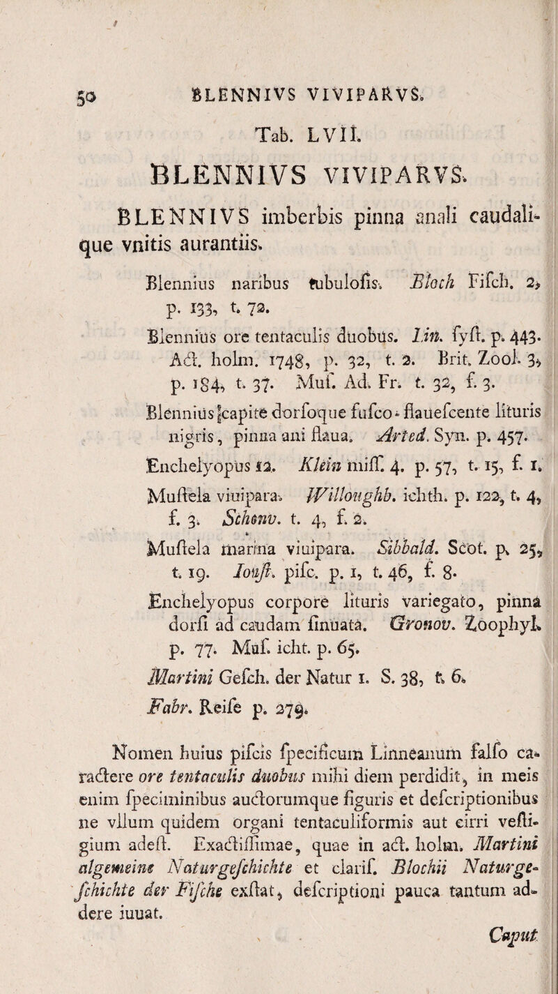 5$ BLENNIVS VIVIPARVS. Tab. LVII, BLENNIVS VIVIPARV& BLENNIVS imberbis pinna anali caudalb que vnitis aurantiis» Biennius naribus tubulofis. Etoch Fifcb. 2> p. m, t. 72. Biennius ore tentaculis duobils. Lirt. fyft. p. 443. Ad. holm. 1748, p. 32, t. 2. Brit. Zooh 3* p. 184, t. 37. Mu£ Ad. Fr. t. 32, £ 3. Blenniusfcapite dorfoque fufco* flauefcente lituris nigris, pinna ani fkua. Arted. Syn. p. 457. Enchelyopus 52. Klein miff. 4. p. 57, 1.15, £ 1. Muftela viuipara-3 Willoughb. ichth. p. 122, t. 4, £ 3; Sthmv. t. 4, £ 2. t Muftela manna viuipara. Sibbald. Scot. p* 25, t. 19. Iotoft» pifc. p. 1, t. 46, £ 8- Encbelyopus corpore lituris variegato, pinna dorfi ad caudam finuata. Gronou. ZoophyL p. 77. Maf. icht. p. 65. Martini Ge£:h. der Natur 1. S. 38, ft & Fabr. Reife p. 279. Nomen huius pifcis fpecificuin Linneanum falfo ea* radere ore tentaculis duobus mihi diem perdidit, in meis enim fpeciminibus audorumque figuris et defcriptionibus ne vllum quidem organi tentaculiformis aut cirri vefli- gium adeft. Exadiflimae, quae in ad. holm. Martini algemeim Naturgefchichte et clarif. Elochii Nat urge- fchichte der Fifche exdat, defcripdoni pauca tantum ad* dere iuuat. Capit.