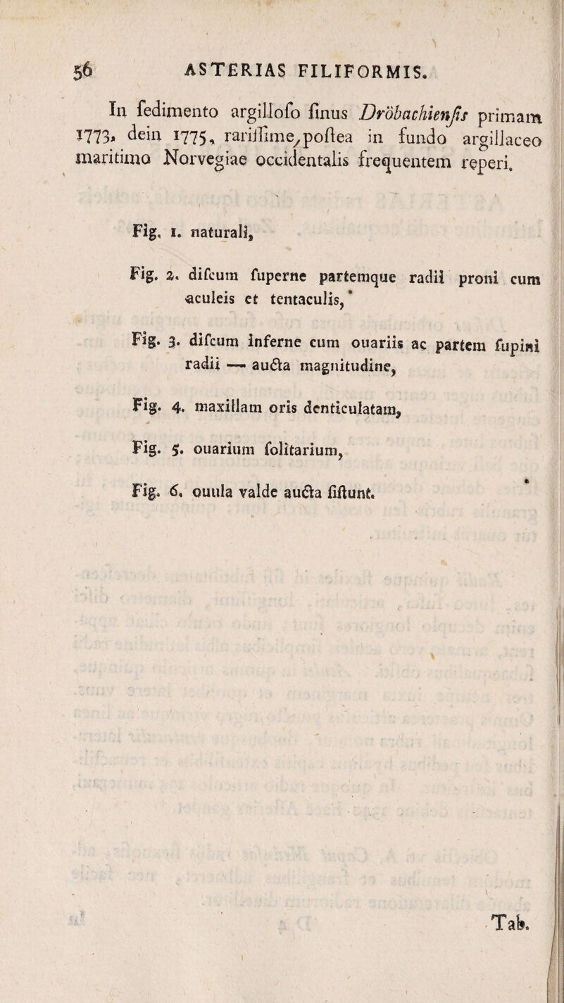 Iu fedimento argillofo finus Drobachienjis primam 1773, dem 1775, rariilim^poftea in fundo argillaceo maritimo Norvegiae occidentalis frequentem reperi. Fig, 1. naturalig Fig. a, difcum fuperne partemque radii proni cum «culeis et tentaculis, * Fig. 3. difcum inferne cum ouariis ac partem fupini radii — au$a magnitudine, Fig. 4. maxillam oris denticulatam* Fig. 3- ouarium folitarium, Fig. 6. ouuia valde aucia lillunf. Tai». )