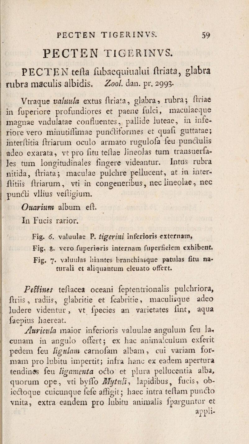 r PECTEN TIGERINVS. PBCTpN teila fubaequiualai rtriata, glabra : rubra maculis albidis. Zool dan. pr. 2993. Vtraque vahiuta extus rtriata, glabra, rubra; rtriae in fuperiore profundiores et paene fulci, macuiaecjue j magnae vndulatae confluentes,; pallide luteae, in infe¬ riore vero minutiflimae pundiiiormes et quafl guttatae; interllitia rtriarum oculo armato rugulofa feu punctulis s adeo exarata, vt pro litu tertae lineolas tum trausuerfa- 1 ]es tum longitudinales fingere videantur. Intus rubra nitida, rtriata; maculae pulchre peliucent, at in inter- rtitiis rtriarum, vti in congeneribus, nec lineolae, nec | pundii vilius vertigium. Ouarium album eft. In Fucis rarior. Fig. <5. valuulae P. tigerini inferioris externam, Fig. 8. vero fuperieris internam fuperfieiem exhibent. Fig. 7- valuulas hiantes branchiasque patulas fitu na¬ turali et aliquantum eleuato offert. FeSHnes tertacea oceani feptentrionalis pulchriora, rtriis, radiis, glabritie et fcabritie, maculisque adeo ludere videntur, vt ipecies an varietates fint, aqua faepius haereat. Auricula maior inferioris valuulae anguium feu la« cunam in angulo offert; ex hac animaiculum exferit pedem feu ligulam carnofam albam, cui variam for¬ mam pro lubitu impertit; infra hanc ex eadem apertura tendines feu ligamenta odio et plura pellucentia alba, quorum ope, vti byrto Mytuli, lapidibus, fucis, ob- iecloque cuicunque fefe affigit; haec intra tertam punclo vnita, extra eandem pro lubitu animalis fparguntur et appli-