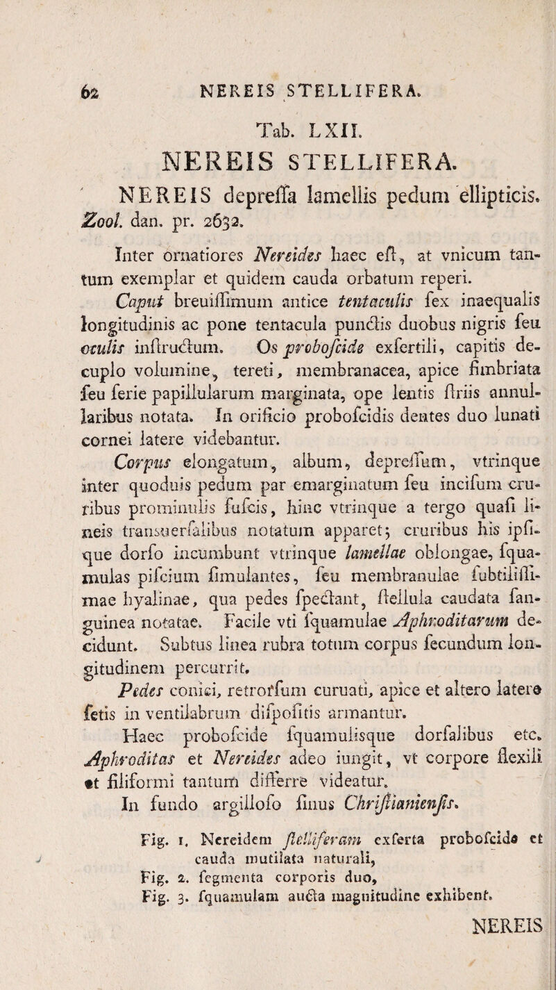 NEREIS STELLIFERA. 62 Tab. L XII. NEREIS STELLIFERA. NEREIS depreffa lamellis pedum ellipticis. Z00L dan, pr. 2632. Inter ornatiores Nenides haec efl, at vnicum tan¬ tum exemplar et quidem cauda orbatum reperi. Caput breuiffimmn antice tenta culis fex inaequalis longitudinis ac pone tentacula pun&is duobus nigris feu mulis inftrudhim. Os prohofcids exfertili, capitis de¬ cuplo volumine, tereti, membranacea, apice fimbriata feu ferie papiilularum marginata, ope lentis firiis annul- laribus notata. In orificio probofcidis dentes duo lunati cornei latere videbantur. Corpus elongatum, album, deprefium, vtrinque inter quoduis pedum par emarginatum leu incifum cru¬ ribus prominulis fufcis, bine vtrinque a tergo quafi li* neis transuemlibus notatum apparet j cruribus his ipfi- que dorfo incumbunt vtrinque lamellae oblongae, fqua- niulas pifeium fimulantes, feu membranulae fubtiliffi- mae hyalinae, qua pedes fpeclant, fiellula caudata fan» guinea notatae. Facile vti fquamulae Aphmditarum de¬ cidunt. Subtus linea rubra totum corpus fecundum lon¬ gitudinem percurrit. Pedes conici, retroffum euruati, apice et altero laterd fetis in ventilabrum difpofitis armantur. Haec probofeide fquamuiisque dorfalibus ete, Aphrodiias et Nenides adeo iungit, vt corpore flexili tt filiformi tantum difterre videatur. In fundo argiilofo Unus Chrifiianienjis. Fig. 1. Nereidem flelliferam exferta prebofridd et cauda mutilata naturali, Fig. a. Tegmenta corporis duo, Fig. 3. fquamulam au£ta magnitudine exhibent.