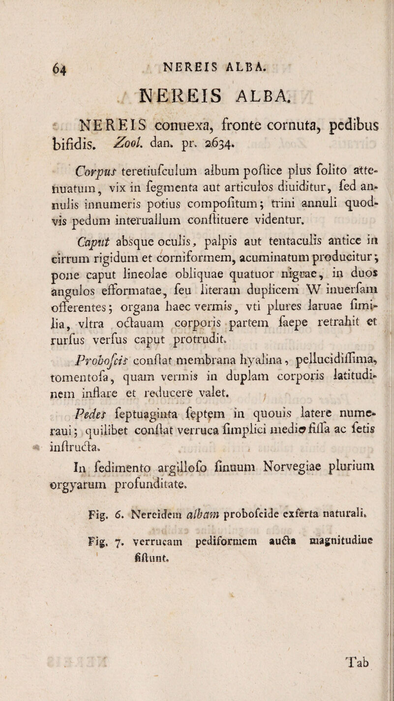 I 64 NEREIS ALBA. NEREIS ALBA. NEREIS connexa, fronte cornuta, pedibus bifidis. Zool dan. pr. 2634. Corpus teretiufculum album pollice plus folito atte¬ nuatum, vix in fegmenta aut articulos diuiditur, fed an* nulis innumeris potius com politum; trini annuli quod¬ vis pedum interuallum conftituere videntur. Caput absque oculis, palpis aut tentaculis antice in cirrum rigidum et corniformem, acuminatum producitur^ pone caput lineolae obliquae quatuor nigrae, in duos angulos efformatae, feu literam duplicem W inuerfam offerentes; organa haec vermis, vti plures laruae fimi» lia, vitra oclauam corporis partem faepe retrahit et rurfus verfus caput protrudit. Probofcis conflat membrana hyalina, pellucidiflima, tomentofa, quam vermis in duplam corporis latitudi¬ nem inflare et revincere valet. Pedes feptuaginta feptem in qtlouis latere nume- raui; quilibet conflat verruca fimplici medie? filia ac fetis inflrudfa* In fedimento argillofo finuum Norvegiae plurium orgyarum profunditate. Fig. 6. Nereidem albam probofeide exferta naturali. Fig, 7. verrucam pediformem audta magnitudine ■ I fiftunt. Tab