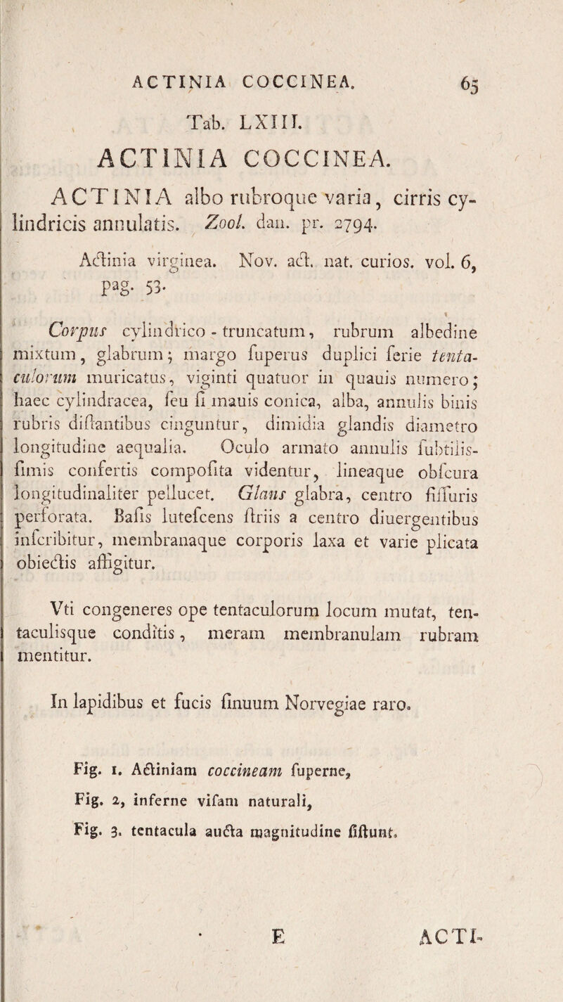 Tab. L X111. ACTINIA COCCINEA. ACTINIA albo rubroque varia, cirris cy¬ lindricis annularis. Zool. dan. pr. 2794. Adinia virginea. Nov. ad. nat. curios. vol. 6, pag. 53- \ Corpus cylindrico - truncatum, rubrum albedine mixtum , glabrum; margo fuperus duplici ferie tenta- culorum muricatus, viginti quatuor in quauis numero; haec cylindracea, feu fi mauis conica, alba, annulis binis rubris diftantibus cinguntur, dimidia glandis diametro longitudine aequalia. Oculo armato annulis fubtiiis- fimis confertis compofita videntur, lineaque obfcura longitudinaliter perlucet. Glans glabra, centro fifTuris perforata. Bafis lutefcens firiis a centro diuergentibus infcribitur, membranaque corporis laxa et varie plicata obiedis affigitur. Vti congeneres ope tentaculorum locum mutat, ten- taculisque conditis, meram membranulam rubram mentitur. In lapidibus et fucis finuum Norvegiae raro. Fig. 1. AdHniam coccineam fuperne, Fig. 2, inferne vifam naturali, Fig. 3» tentacula audfa magnitudine fiftunt.